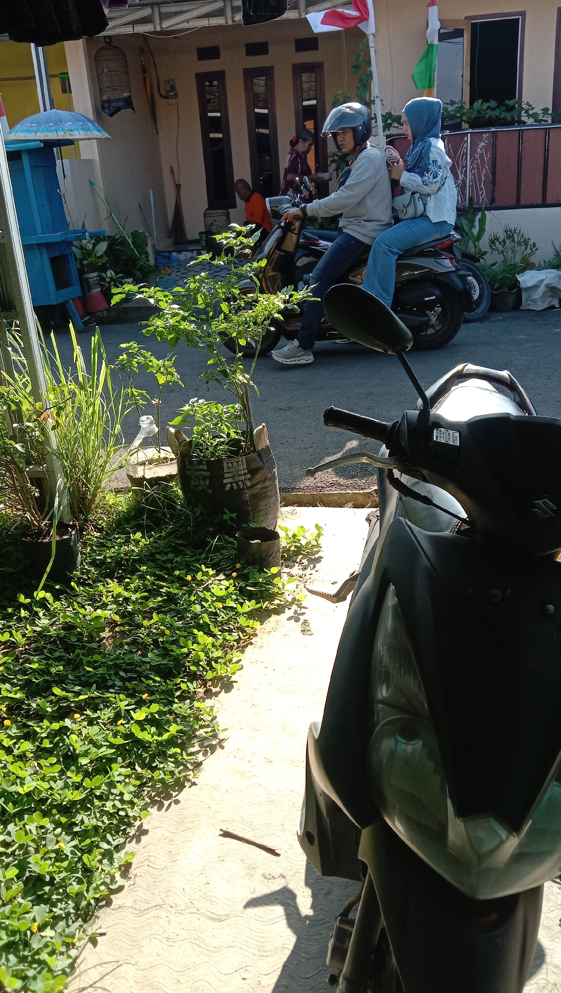 In a residential area of Karangmangu, Indonesia, a scene unfolds under bright sunlight. Two individuals, a man and a woman wearing a hijab, are seated on a scooter. The man, wearing a grey hoodie and jeans, has a helmet on. The woman, in a light blue jacket and jeans, is positioned behind him. The scooter is parked on an asphalt road, adjacent to a paved walkway bordered by lush green ground cover with small yellow flowers. To the left of the walkway, several potted plants are visible, including tall grass-like plants and a leafy green bush in a black fabric pot. In the background, a light-colored house with dark-framed windows stands. A blue wooden structure, possibly a toy house or shed, is also present to the left, with an umbrella-like top. The overall impression is a snapshot of everyday life in a warm, tropical environment.