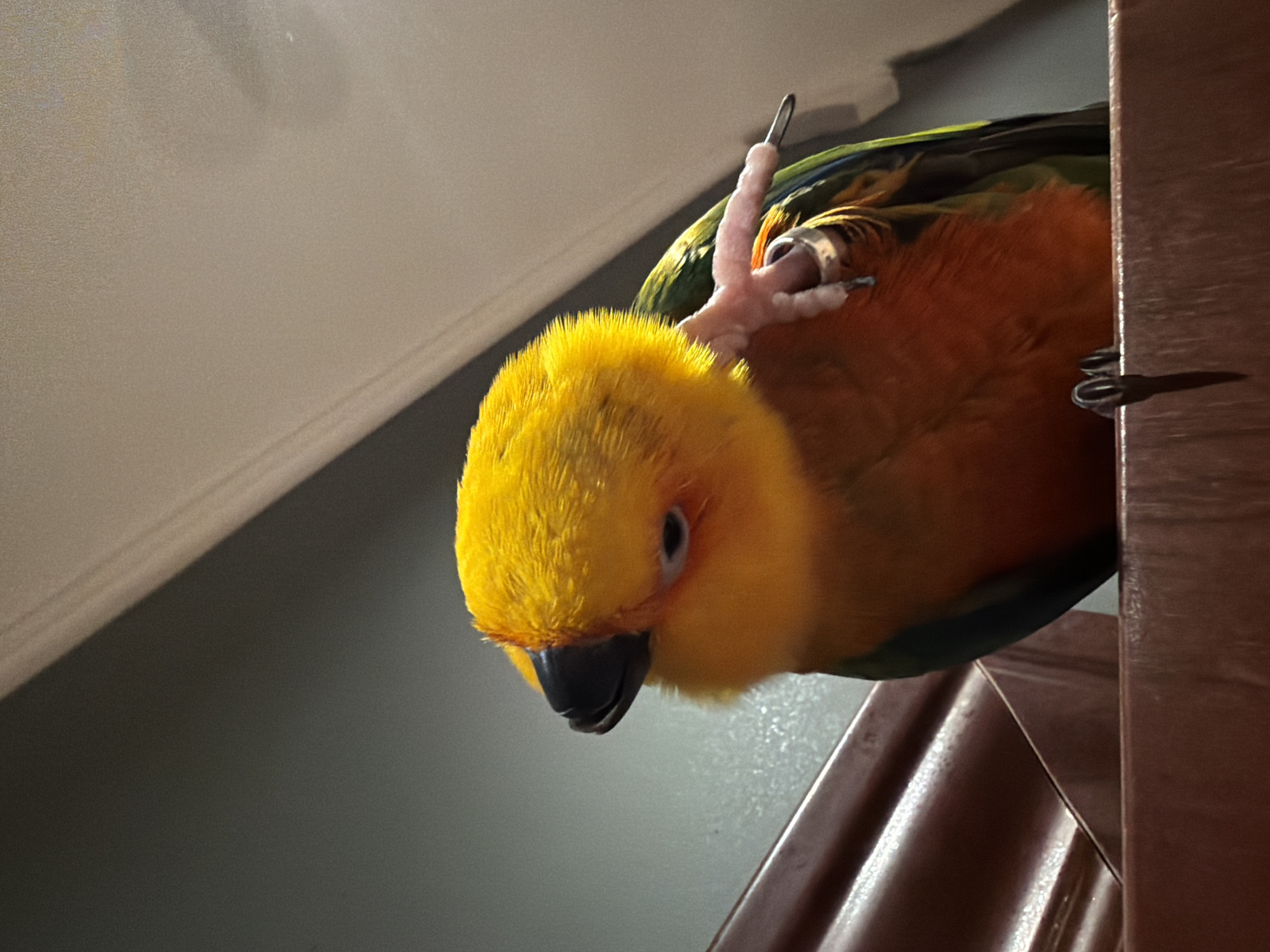 This image presents a close-up, low-angle indoor photograph of a single Sun Conure parrot (Aratinga solstitialis). The bird features a vibrant yellow head, orange chest and midsection, and green and blue primary feathers on its wings. Its left foot is raised and flexed, with a silver-colored metal band visible on its tarsus, actively engaged in scratching or preening the bird's bright yellow head/neck region. The right foot, with dark talons, grips a dark reddish-brown, textured, horizontal surface that serves as a perch. The parrot's dark, conical beak is pointed towards the left of the frame, and its visible eye is dark with a light periophthalmic ring. The background consists of a plain, dark grey wall or surface, with a lighter grey ceiling line visible diagonally in the upper right. The lighting appears to be artificial, casting illumination predominantly on the parrot. There are no other subjects, objects, or interactions discernible, and no visual cues within the image contextually indicate a specific location within the city of Khimki, Russia.