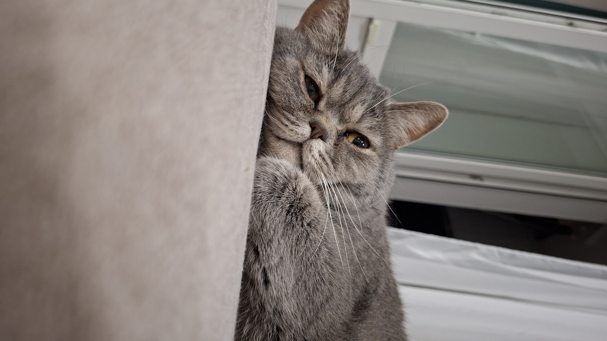 A gray tabby cat presses its face and paw against a beige-colored object, possibly a cushion or the side of a piece of furniture. The cat looks directly at the camera with a sleepy or partially closed eye. The background includes what appears to be a window with blinds or curtains. The location is Chaikovsky, Russia.