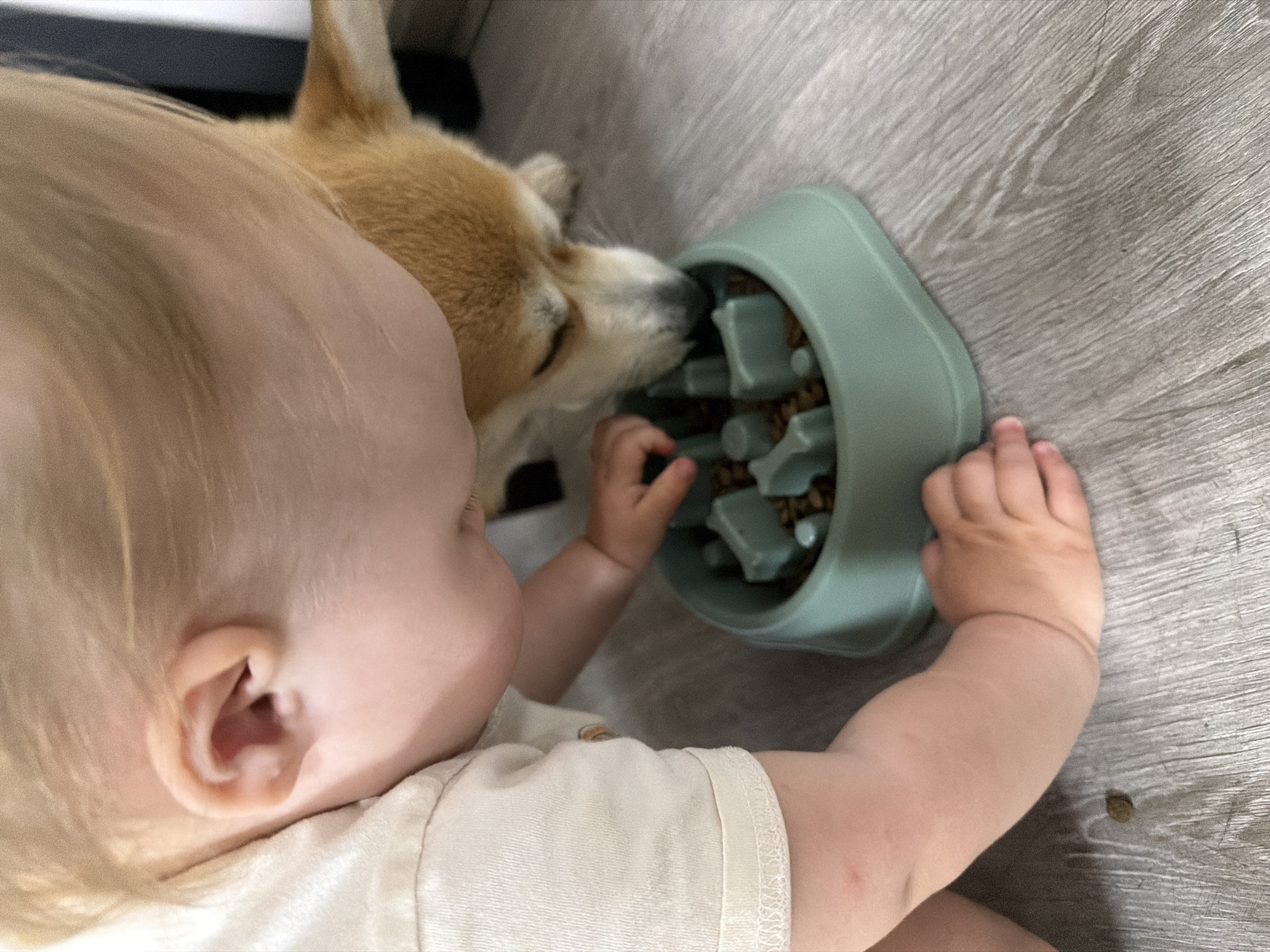 A close-up shot shows a baby with blonde hair and fair skin, lying on a gray wooden floor. The baby's hands are on a light green bowl filled with dry dog food. A tan and white dog is eating from the same bowl. The location is likely indoors, but the exact city of Chaikovsky, Russia, cannot be verified from the image.