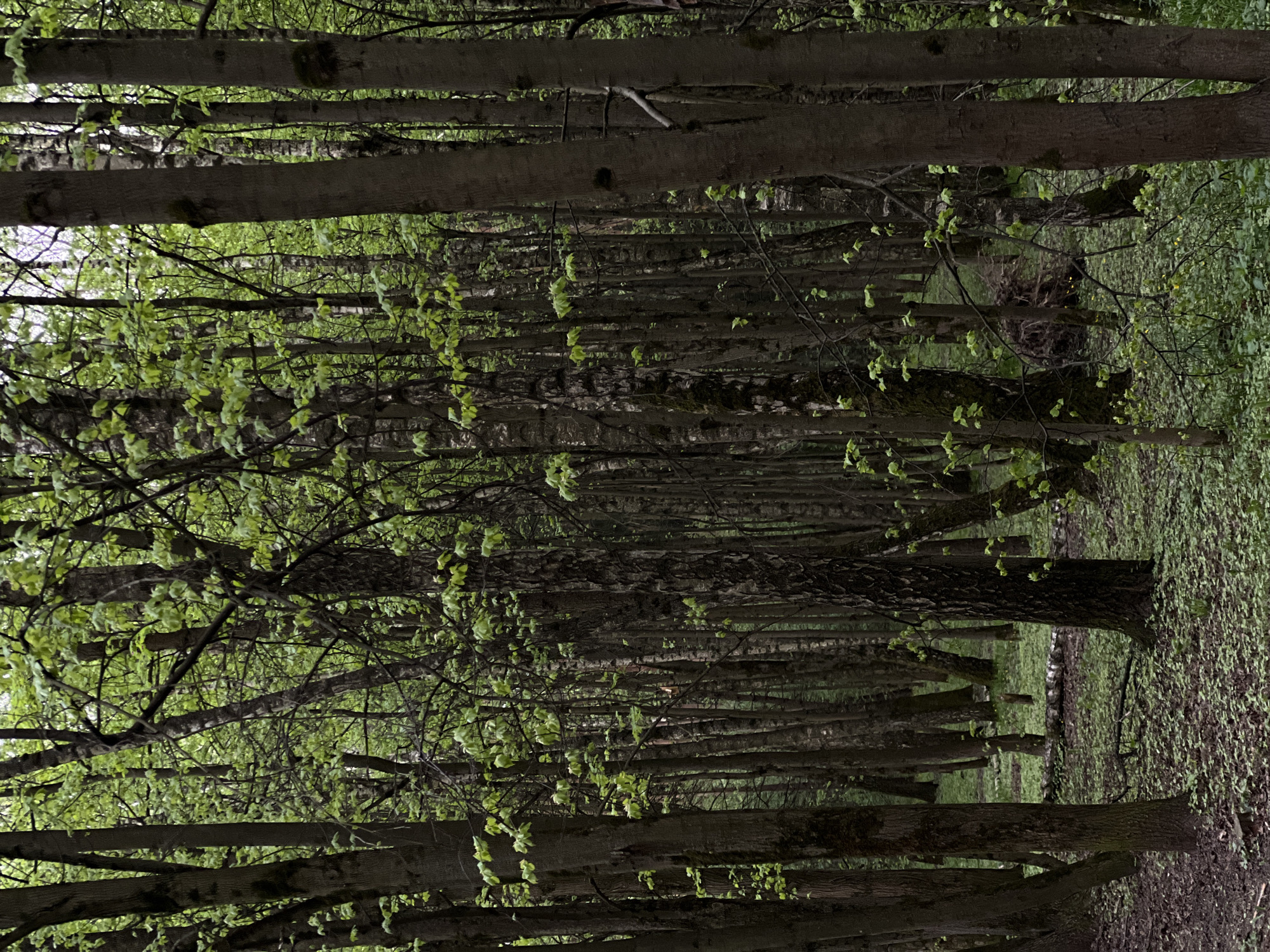 The image depicts a forest scene in the city of Moscow, Russia. It shows a dense collection of trees with slender trunks, many of which are birches. The trees are arranged in rows, suggesting a managed forest or park area. The forest floor is covered in vegetation. New leaves are emerging on the trees, indicating it is springtime. The image is taken at ground level, looking into the depth of the forest, with the tree trunks creating vertical lines.