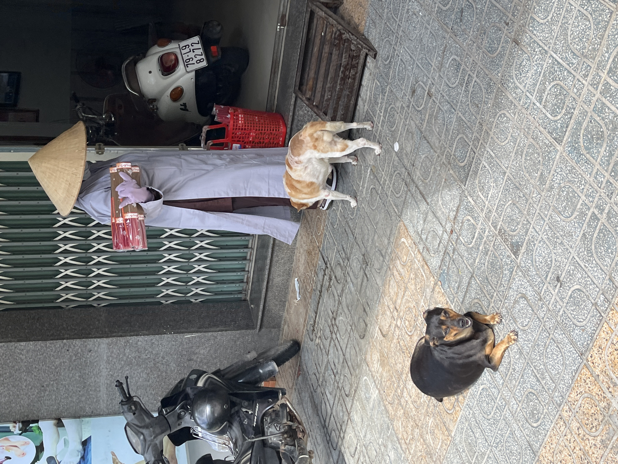 A person wearing a conical hat and a light-colored robe stands near a doorway with green metal accordion gates in Nha Trang, Vietnam. They are holding several bundles of red incense sticks, wearing light purple gloves. To their right, a white scooter with a license plate reading "79-L9 8272" is parked. A red plastic basket is positioned near the person.
On the tiled sidewalk in front of the doorway, two dogs are present. One is a tan and white dog with a patchy coat, seen from behind, sniffing the ground. Another dog, smaller and black with tan markings, is lying down, looking towards the camera with its mouth slightly open. A dark-colored motorcycle is parked to the left of the scene. A small wooden structure with horizontal slats is located on the right side of the sidewalk. The environment suggests a commercial or residential street setting.