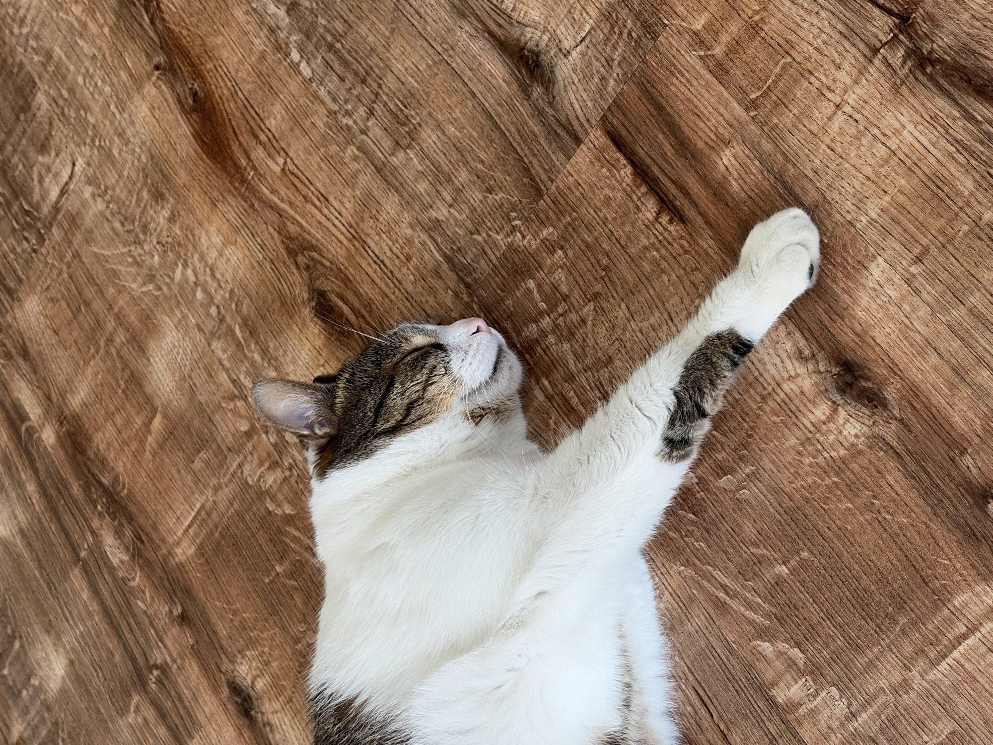 A domestic cat is sleeping on a wooden floor. The cat is lying on its side with its eyes closed and its front paw extended. The cat's fur is white with patches of brown and black tabby markings. The wooden floor is a light brown color with a visible wood grain pattern. The scene appears to be indoors, in a residential setting. There are no other subjects or objects clearly visible in the frame besides the cat and the floor. The lighting suggests it is daytime.