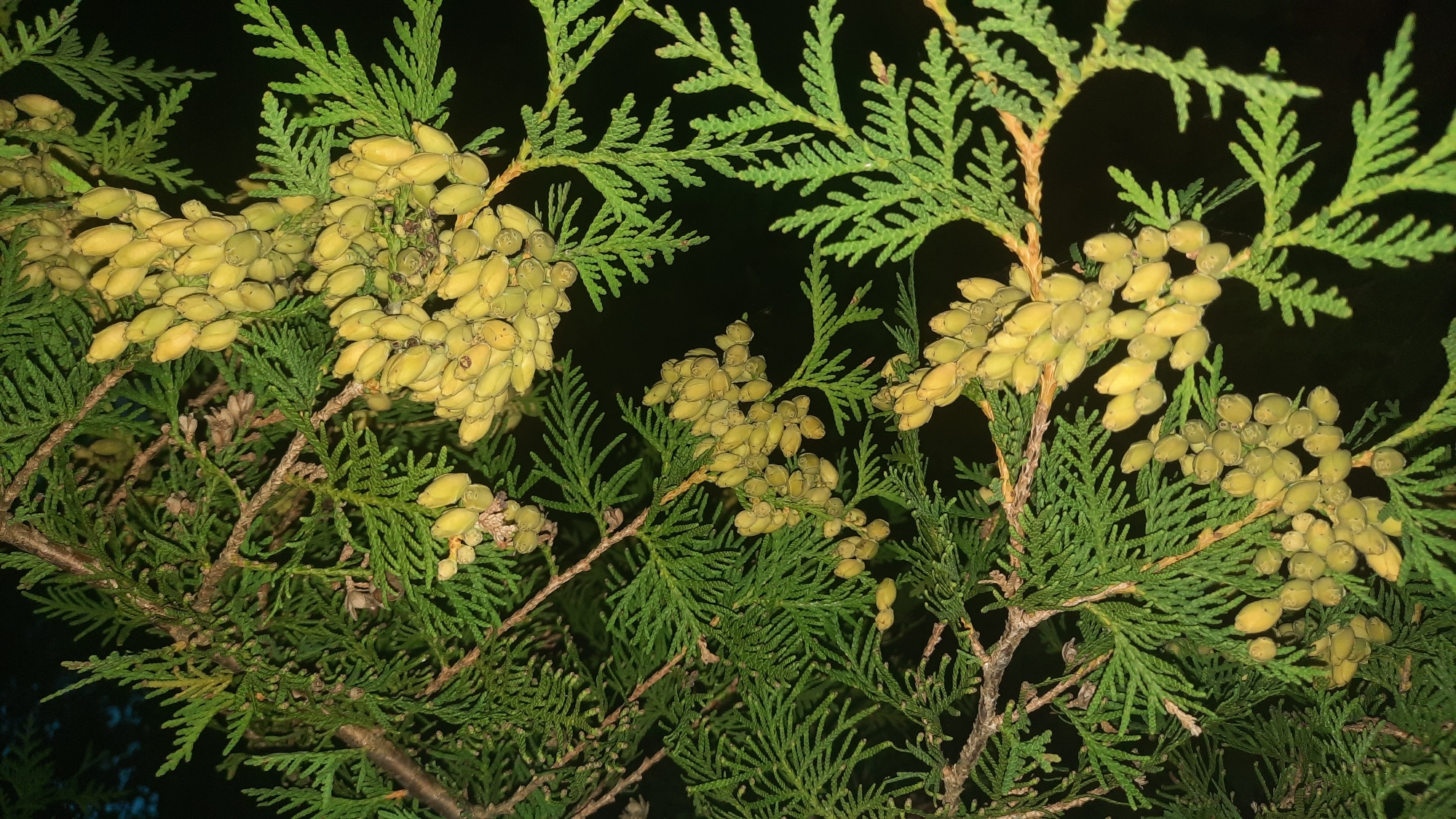 This is a close-up, low-light photograph of a conifer tree, likely a thuja, with clusters of developing cones. The foliage is a vibrant green, with the feathery texture of the needles clearly visible. The cones are small, elongated, and a pale yellowish-green color, appearing in dense groupings along the branches. The background is entirely black, suggesting the photo was taken at night or in a very dark environment, with artificial light illuminating the subject. The location in the city of Шклоў, Belarus, is not discernible from the image itself. There are no people, animals, or human-made objects present. The image is a still, natural scene focused on the reproductive structures of the tree.
