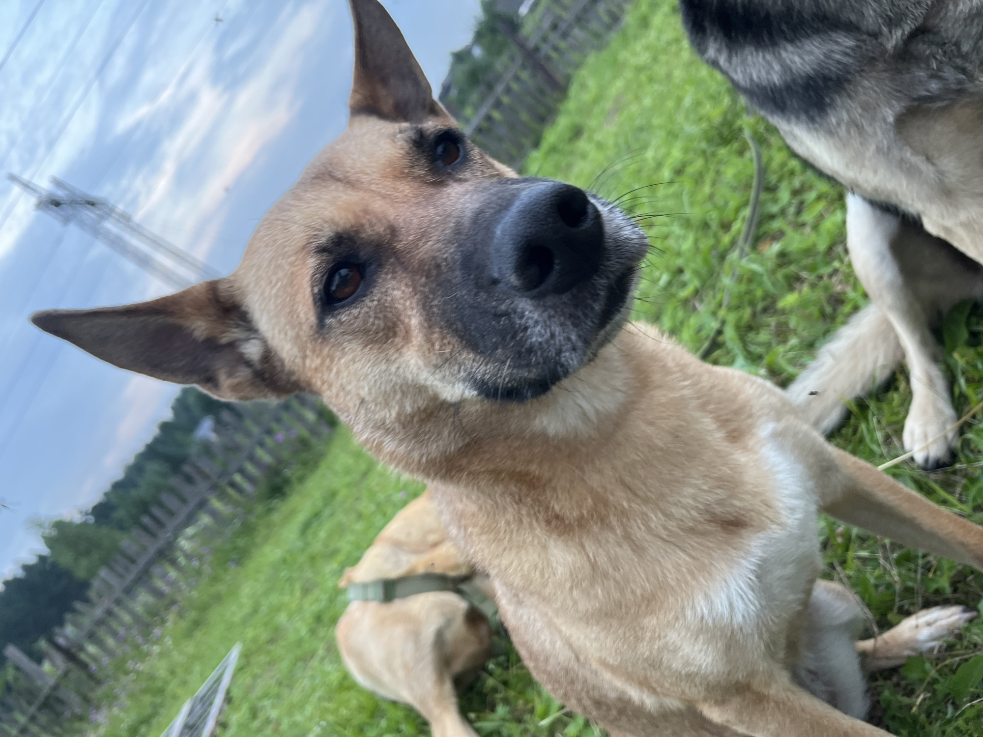 This image shows a close-up of a dog's face outdoors. The dog is tan with black markings around its nose and has erect ears. In the background, another dog, appearing lighter in color, is visible lying down in a grassy area. A wooden fence and trees form the backdrop, with a cloudy sky overhead. The scene appears to be in a rural or semi-rural setting, possibly a backyard or field, consistent with areas in Nizhny Tagil, Russia. There are no people visible in the image.