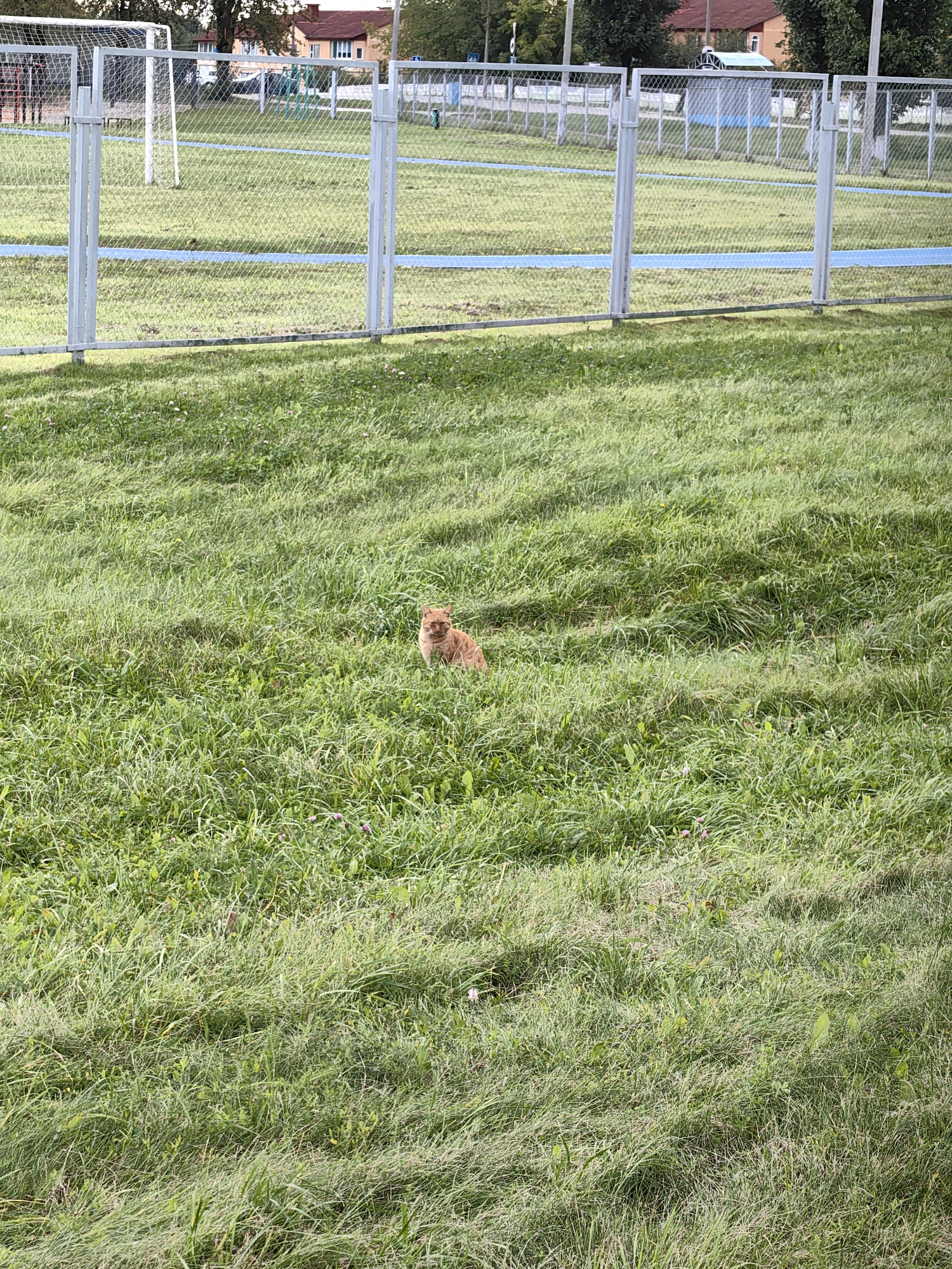 A ginger cat sits in tall grass on a sports field in Myadzyel, Belarus. The field is fenced and has a blue track running through it. In the background, there are trees and buildings. The cat is facing the camera and appears to be looking at the viewer. The grass is green and lush, with a few small pink flowers scattered throughout. The sky is not visible in the frame. The overall scene is peaceful and natural.