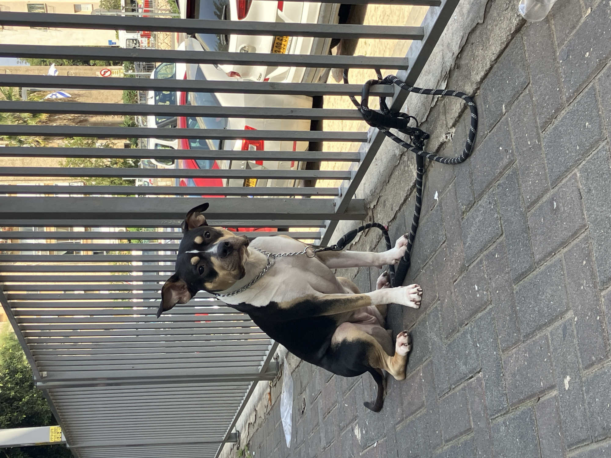 A medium-sized, short-haired dog sits on a brick sidewalk near a metal railing. The dog is leashed, and the leash is attached to the railing. Behind the railing, cars are visible. Based on the vehicle license plates and the general architectural style, this image was likely taken in Tel Aviv, Israel.