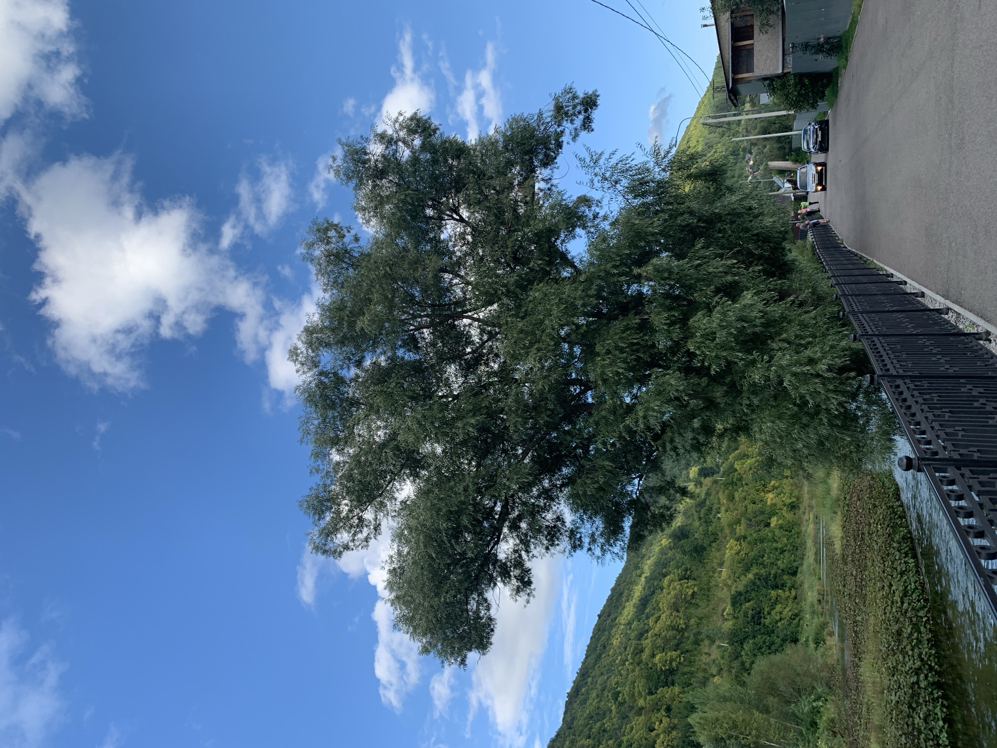 In the city of Asha, Russia, this image captures a scenic view with a large tree in the foreground, its branches reaching towards a vibrant blue sky dotted with white clouds. To the left of the tree, a river flows alongside a lush green hillside covered in trees. A paved walkway runs parallel to the river, separated by a black metal fence. Two cars are parked on the walkway, and a few people are visible standing nearby. Several buildings are situated on the right side of the walkway, with power lines stretching across the scene.