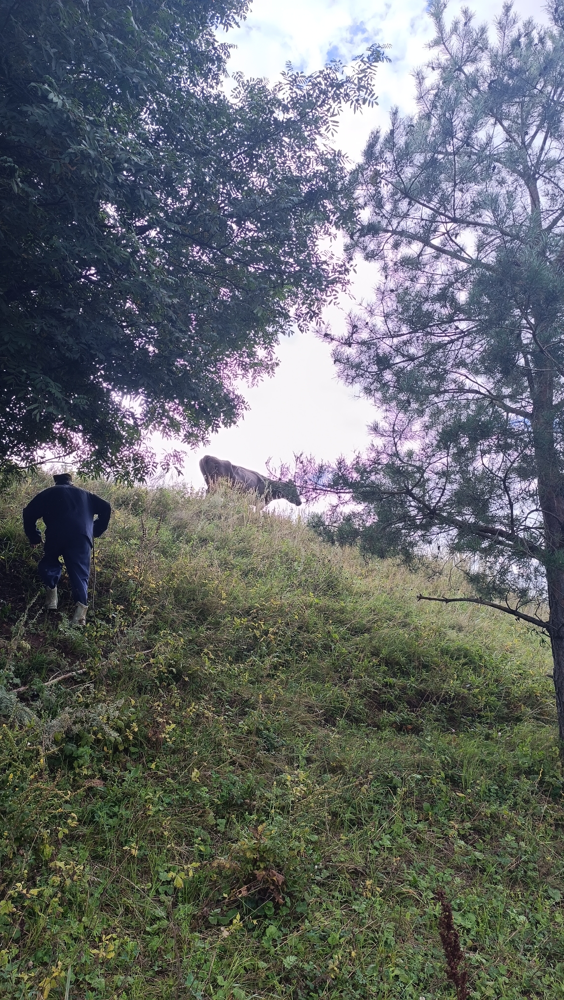 A lone individual wearing dark blue overalls and white boots is walking uphill on a grassy, overgrown slope. The individual's back is to the camera. Ahead and further up the slope, a brown deer with antlers stands facing away from the viewer. The scene is framed by dark green foliage from trees on the left and right sides of the image, with a bright, cloudy sky visible in the background. The location is identified as being in the city of Karsha, Russia.