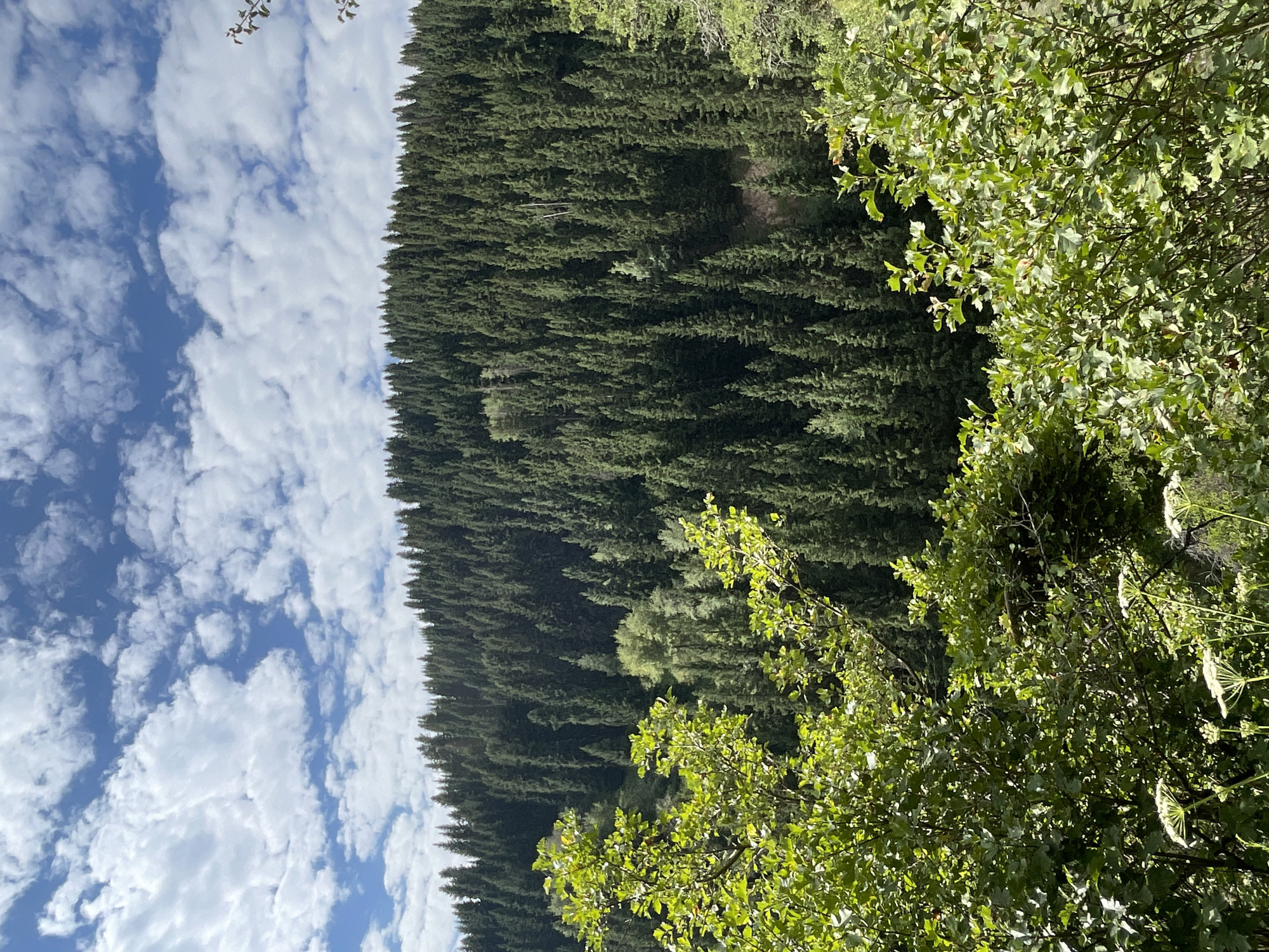 A vertical, eye-level, medium shot captures a dense, evergreen forest blanketing a hillside under a blue sky scattered with puffy white clouds. In the foreground, the branches of bright green deciduous trees and bushes, some with delicate white flowers, fill the lower portion of the frame, obscuring the base of the hillside. The forest appears to be a mix of pine and fir trees, with a consistent, dark green hue. The terrain slopes upward behind the foreground foliage, with the trees covering the entire visible surface. The scene is devoid of human presence or any man-made structures, depicting a purely natural landscape. The location is identified as Koklaisai, Kazakhstan.