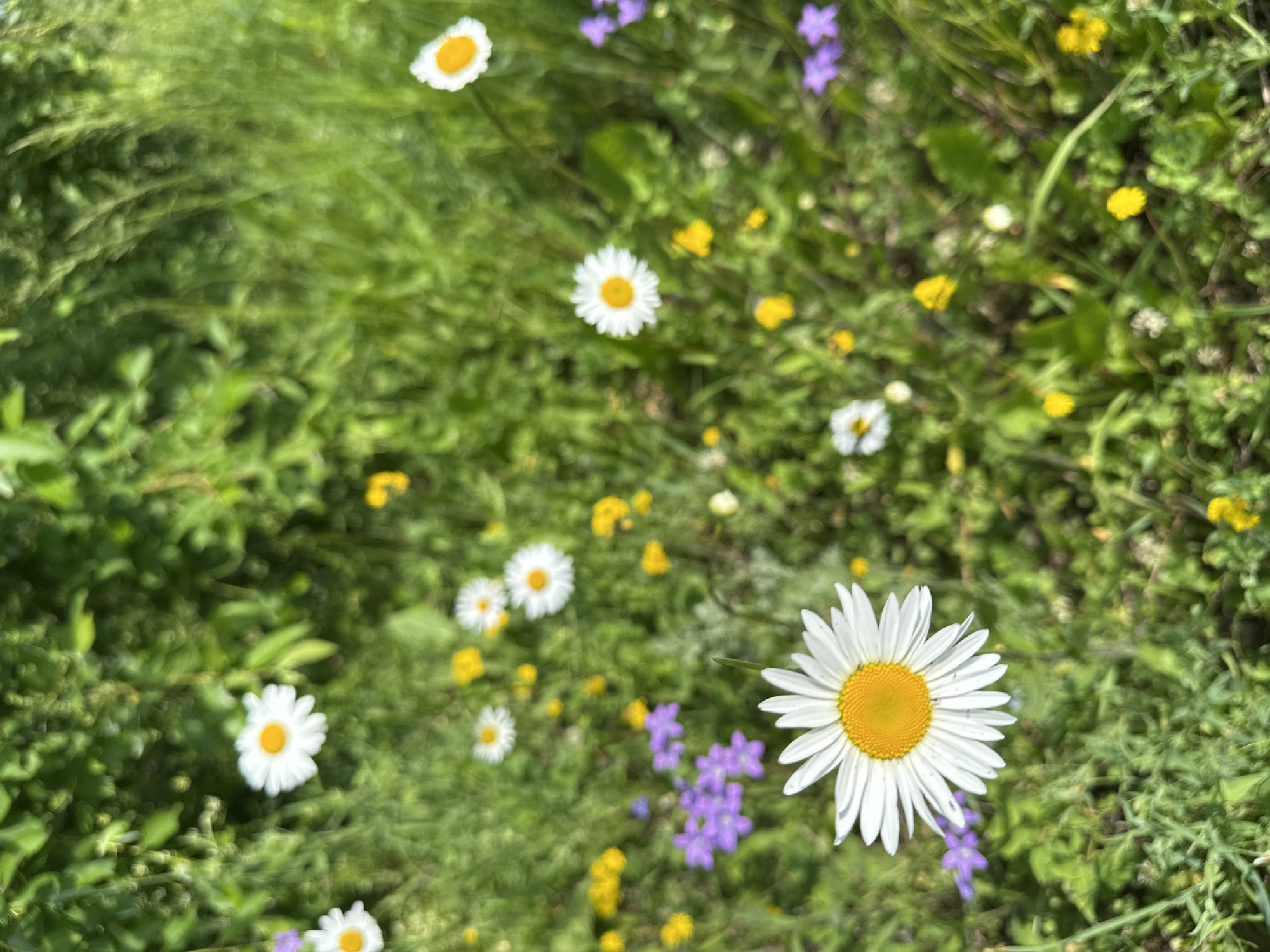 The image shows a close-up view of a meadow filled with various wildflowers. The foreground is dominated by a large, white daisy with a yellow center, in sharp focus. Surrounding it are smaller white daisies, yellow buttercups, and small purple bell-shaped flowers, all in varying degrees of focus. The background consists of lush green foliage and grass, some of which is blurred by the shallow depth of field. The scene appears to be a natural, outdoor environment, typical of a meadow or field. There are no people or animals visible in the image. The lighting suggests a bright, sunny day. This scene is likely located in the city of Malyi Bukor, Russia, based on the context provided.