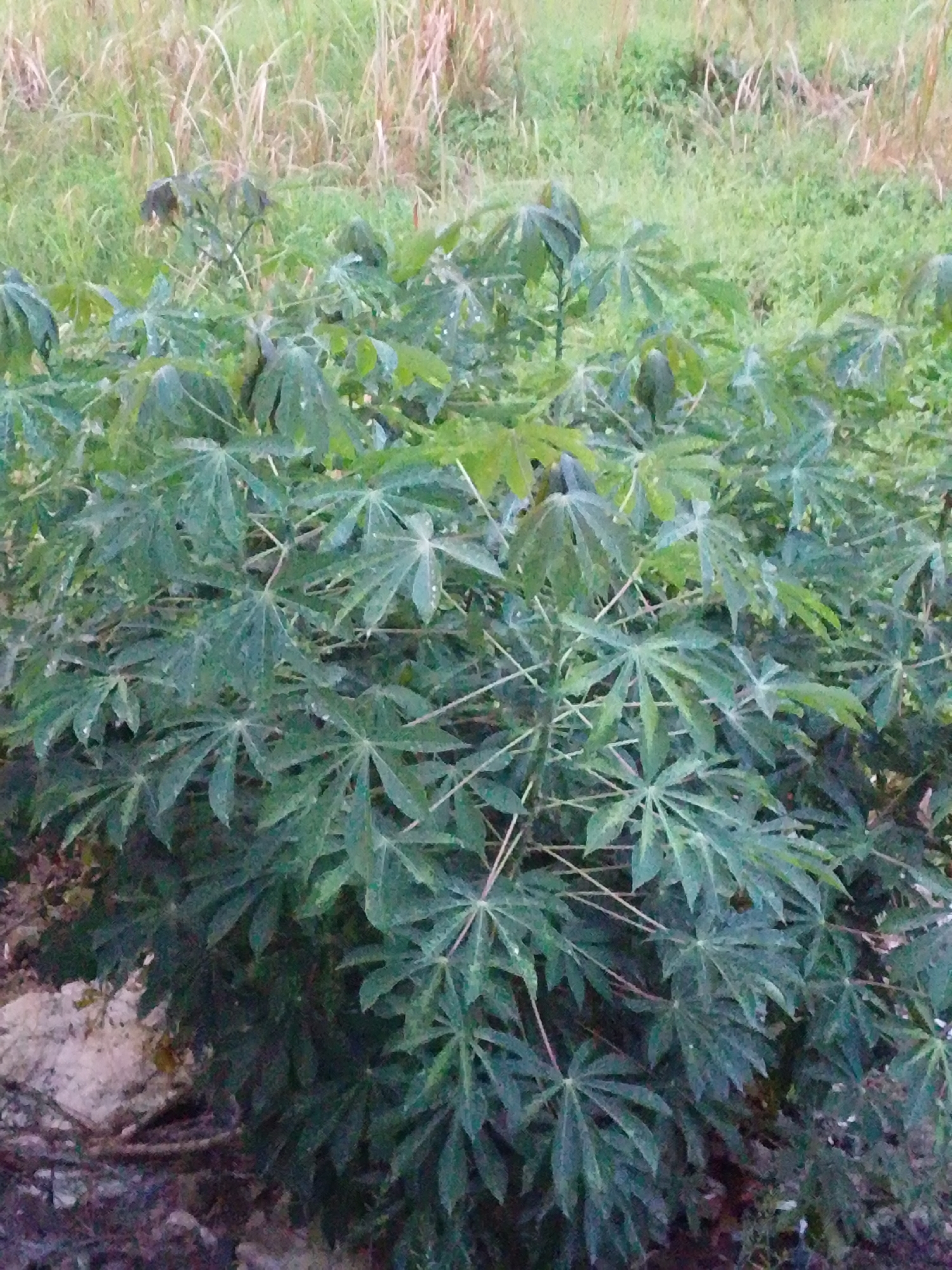 The image shows a close-up view of a cassava plant in Serti, Nigeria. The plant is lush and green, with large, palmate leaves characteristic of cassava. The leaves are a deep green color, with some lighter green variations indicating new growth or slight variations in light exposure. The stems are visible, appearing woody and sturdy. The plant is dense, with many leaves overlapping and creating a layered effect.
In the background, there is a natural setting with dry grasses and some green foliage. The dry grasses are tall and appear to be from a previous season or a drier period. The green foliage in the background suggests a vegetated area, possibly a field or the edge of a natural landscape.
The lighting suggests it might be daytime, possibly overcast or late afternoon, as there are no harsh shadows. The overall atmosphere is natural and rural. There is no visible text in the image. The focus is entirely on the cassava plant, highlighting its botanical features and its presence within a natural Nigerian environment. The image likely captures a moment of everyday life in a region where cassava cultivation is common.