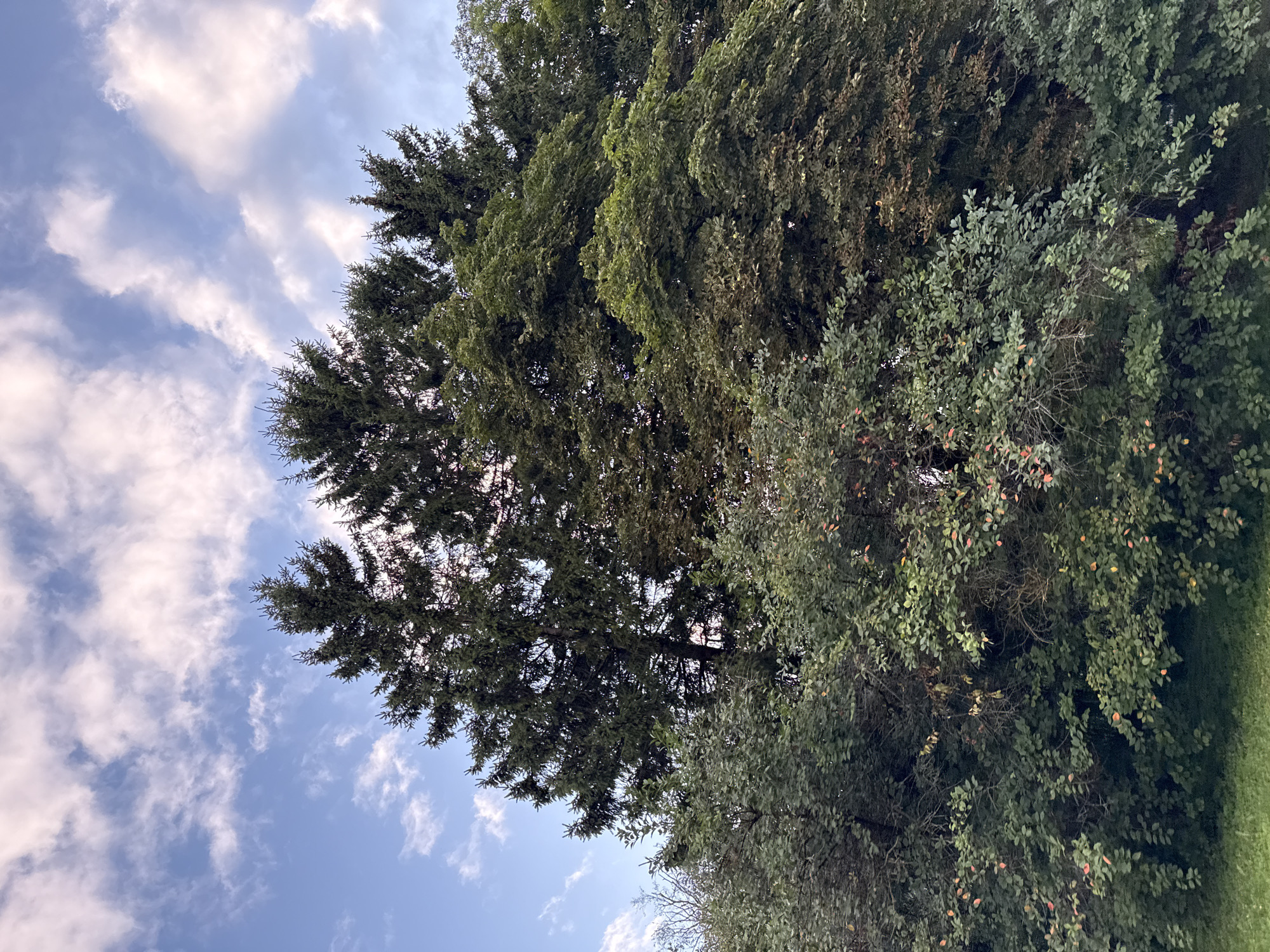 The image depicts a dense canopy of trees, primarily evergreens and deciduous trees, against a partially cloudy sky. The foreground shows lush green grass. The trees are varied in type and color, with some darker evergreen spires reaching towards the sky and a mass of lighter green foliage in the mid-ground. Patches of reddish and yellowish leaves suggest the transition to autumn. The sky is a soft blue, with wispy white clouds tinged with pink and orange, indicating it might be late afternoon or early evening. The scene is natural and appears to be in an outdoor setting, possibly a park or a wooded area. The location is identified as Järveküla, Estonia. There are no people or animals visible in the image, and no specific actions or interactions are depicted.