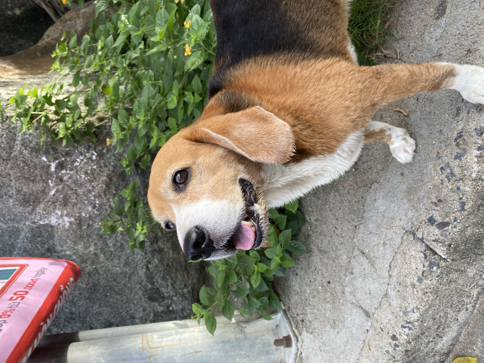 A tricolored beagle dog with brown, black, and white fur stands on a cracked concrete surface in front of a rocky wall with green foliage. The dog is looking up and to the left, with its mouth slightly open and tongue visible. To the left of the dog, a section of a bright pink sign with white text is visible. The sign appears to be hanging from a metal pole. The scene is outdoors, with natural light. The environment suggests an urban setting, possibly a street or alleyway in Nha Trang, Vietnam, given the signage.