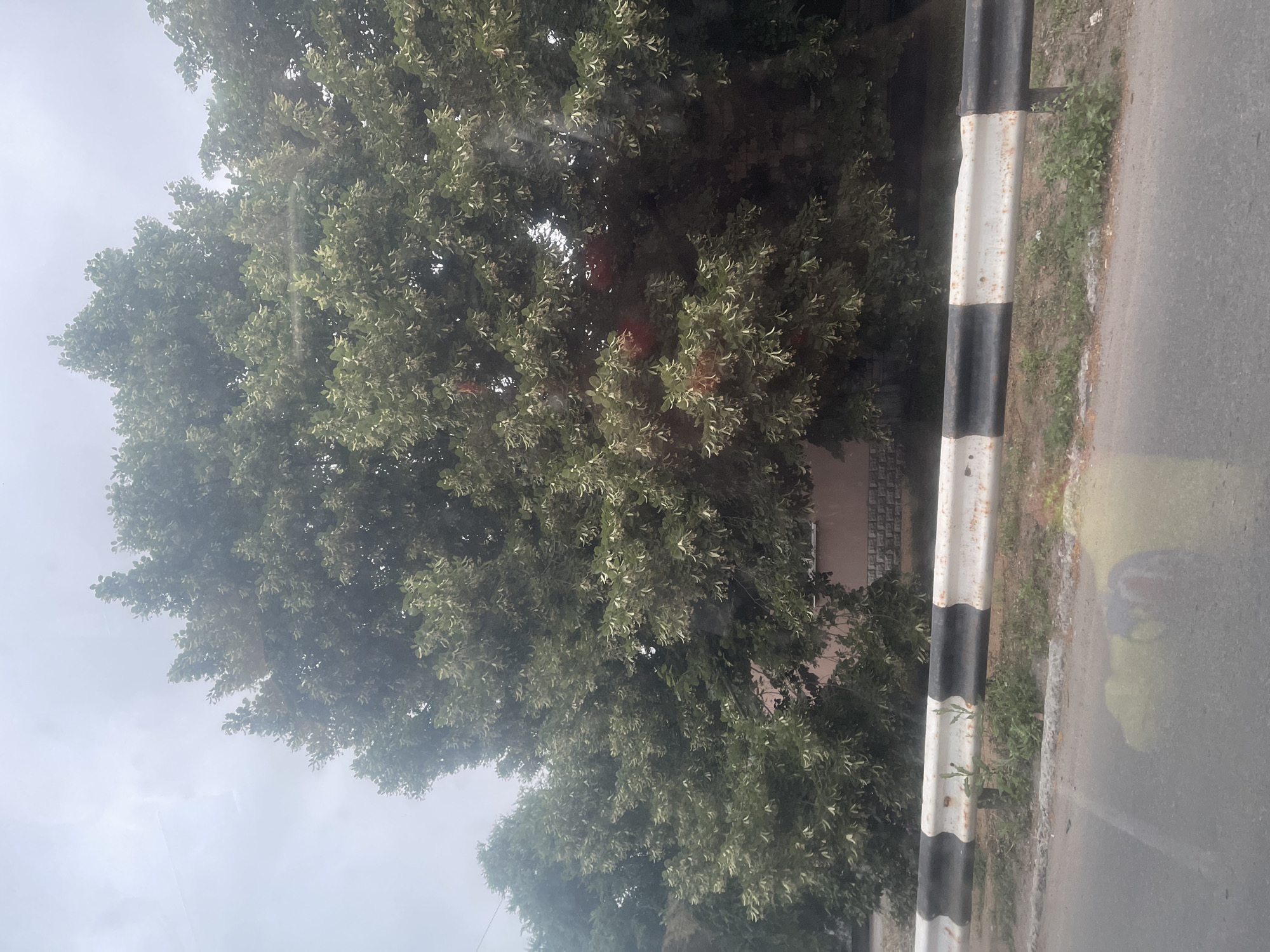 The image captures a view of a tree-lined street in the city of Гожули, Ukraine. In the foreground, a metal guardrail with alternating black and white reflective stripes runs horizontally across the frame. Beyond the guardrail, a large, leafy tree with many small, pale green leaves dominates the scene. The tree's dense foliage obscures much of the background, but hints of a building with a light-colored facade and a stone-patterned lower section are visible through the leaves. The sky above is overcast and hazy, suggesting a cloudy day. The road surface is visible in the lower portion of the image, with a yellow and gray reflection on it, possibly from a vehicle. The overall impression is of a somewhat muted and overcast urban environment with abundant greenery.