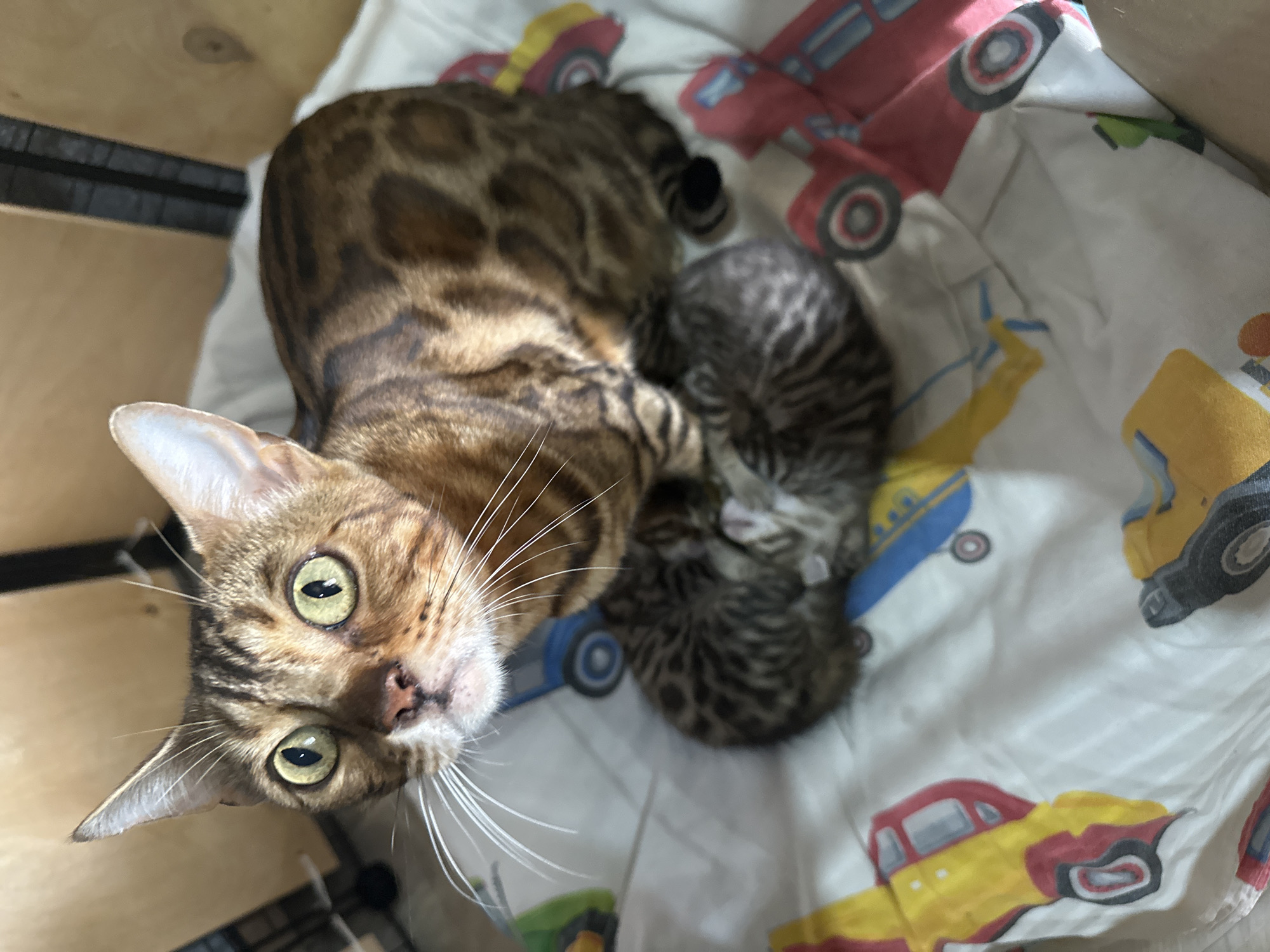 A mother Bengal cat with striking green eyes is looking up, with two small, spotted kittens nestled together beneath her. The cats are on a white blanket patterned with colorful cartoon vehicles. The background appears to be a wooden enclosure, possibly part of a pet carrier or playpen. The scene is indoors.
