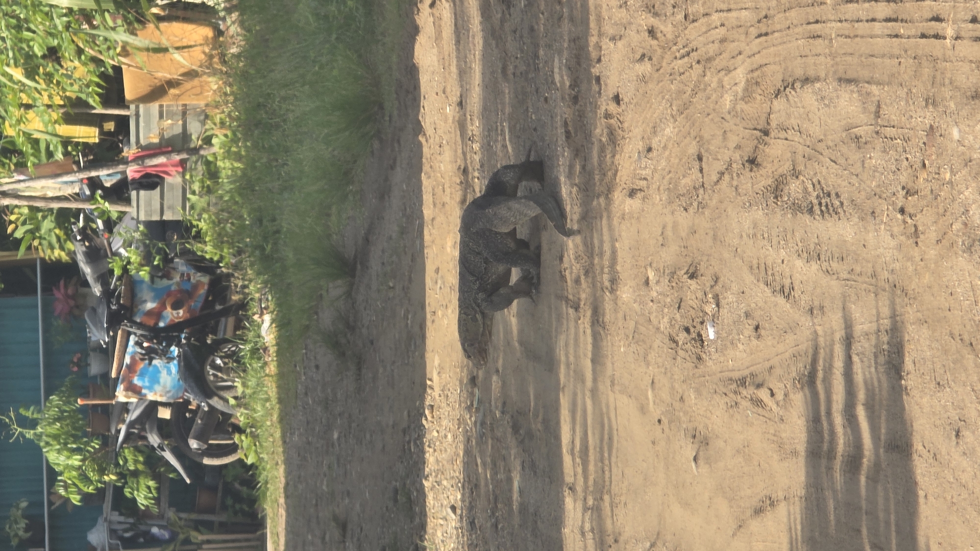 A monitor lizard traverses a dirt road in Lhokseumawe, Indonesia. The lizard is grey/black in color. Adjacent to the road is overgrown vegetation and a building with various objects, including a motorbike, in the front yard. The dirt road has shadows cast across it, indicating direct sunlight. The image is rotated counter-clockwise.