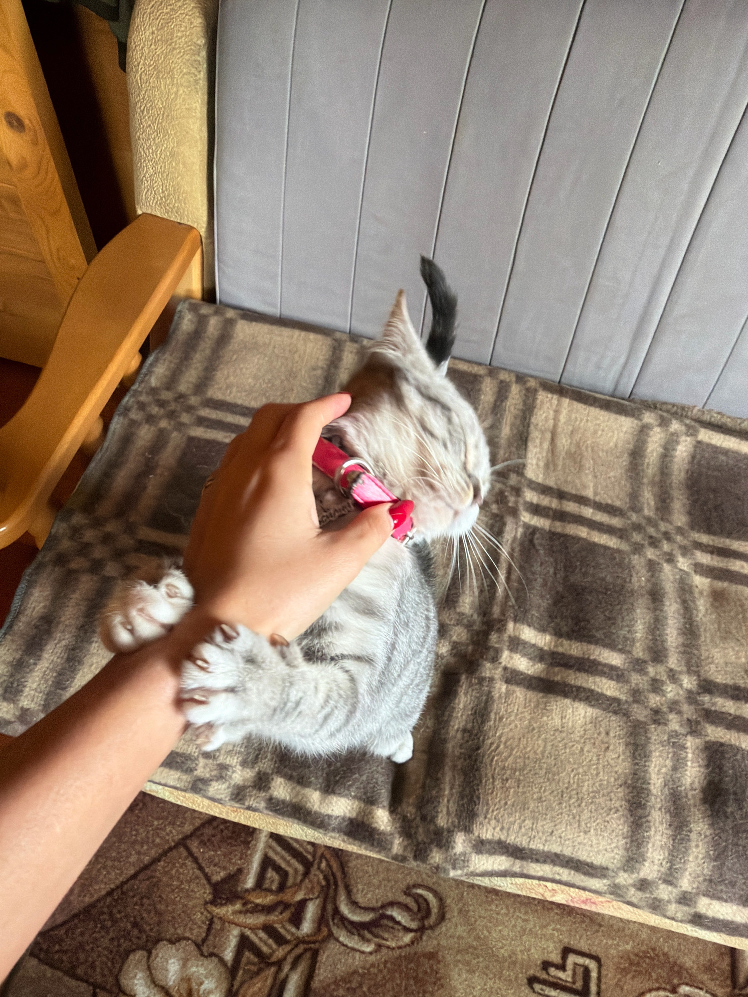 A person's hand, with bright red nail polish on the fingernails, is gently petting a silver tabby cat. The cat is wearing a bright pink collar and appears to be lying on a brown plaid blanket. To the left of the cat, a wooden chair arm and part of a wooden chair leg are visible. Behind the cat, the back of a grey upholstered chair is present. The scene is indoors, with the background suggesting a domestic setting. The image does not provide any information about the city of Teterevo, Russia.