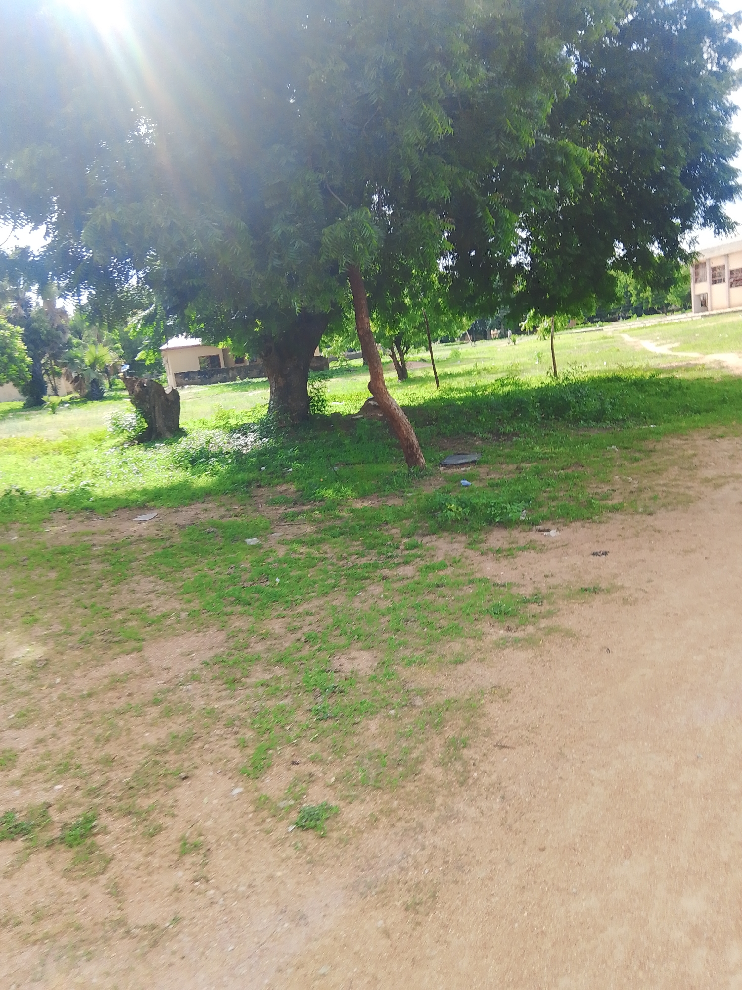 The image depicts an outdoor scene in Jalingo, Nigeria, characterized by a large, leafy tree in the foreground, partially obscuring the bright sunlight. A sandy, dirt path or ground covers the lower right portion of the image, transitioning into a grassy area with scattered weeds and patches of green. To the left of the tree, a weathered, hollowed-out tree stump stands upright. In the background, a light-colored building with visible windows is situated on the right side of the frame. The overall environment appears to be a campus or park-like setting with vegetation and a building.