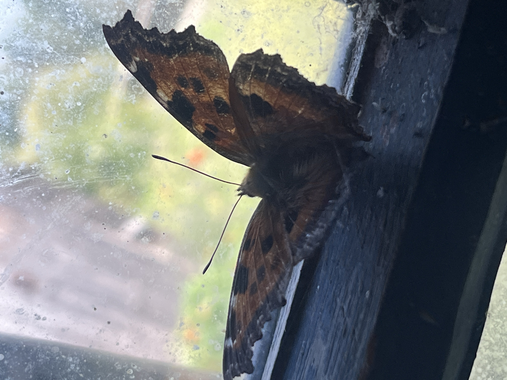 The image shows a butterfly with brown and black patterned wings resting on a dark blue surface, possibly a window sill. The butterfly is facing away from the camera, with its wings partially spread. The background is out of focus, showing a blurred green and yellow landscape, suggesting an outdoor environment. There is visible dirt and condensation on the glass. There are no people visible in the image. The location in the city of Nizhny Tagil, Russia, is not discernible from the image.