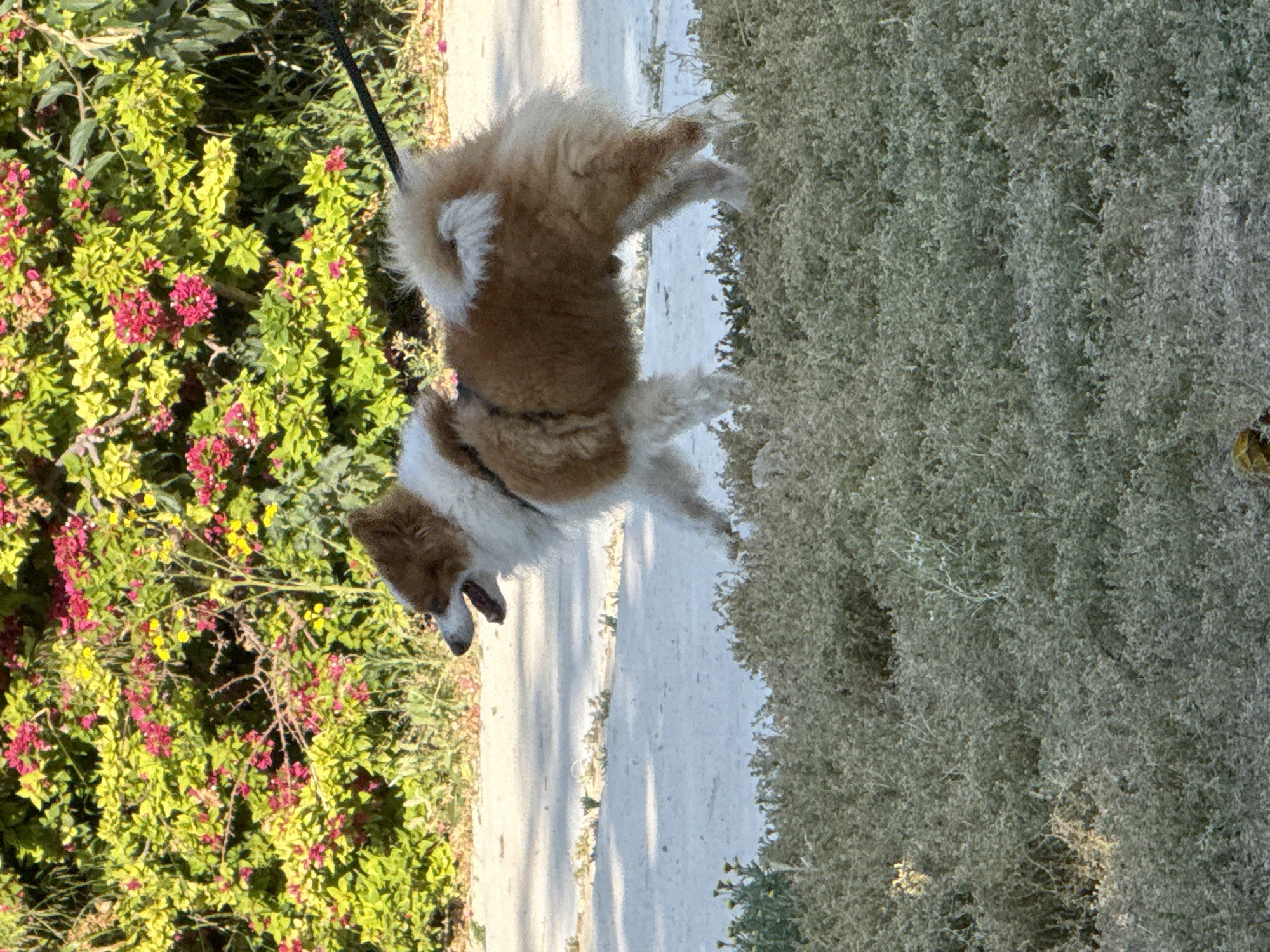The image shows a medium-sized, brown-and-white dog on a leash standing on a light-colored sidewalk. To the left of the sidewalk is a bush with red flowers and green leaves. To the right of the sidewalk is a large, dense, green bush. The location appears to be a park or a similar green space. The city is unknown.