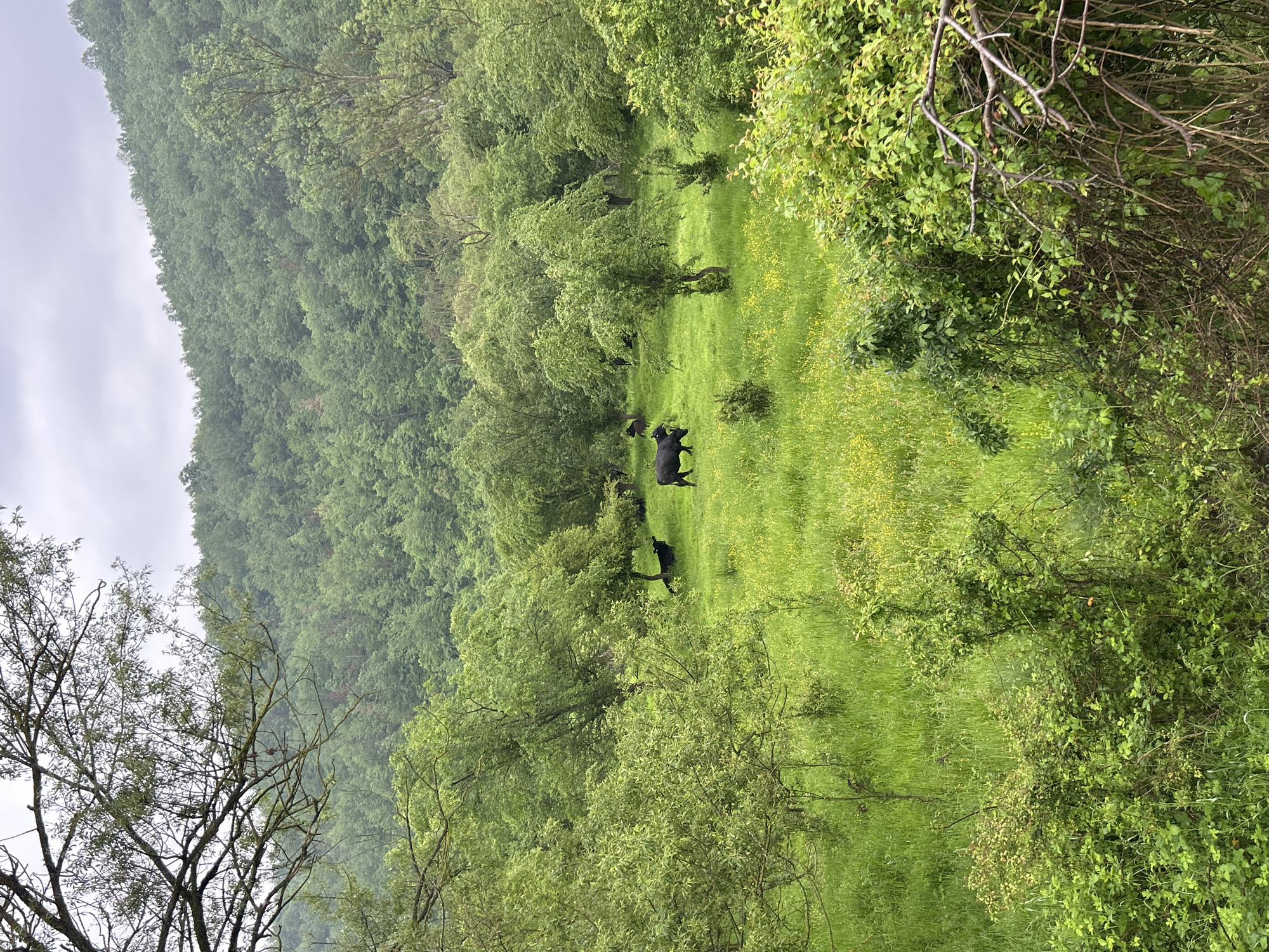 The image depicts a lush, green landscape, possibly a meadow or pasture, with several black cattle grazing. The foreground is dominated by vibrant green grass interspersed with small yellow wildflowers. A line of trees borders the grazing area, with some trees scattered within the meadow itself, providing shade and visual texture. The background features a hillside densely covered with green trees, suggesting a forested area or mountain slope. The sky is overcast and grey, indicating a cloudy day. The photo may have been taken from an elevated position overlooking the scene. The location is unknown.