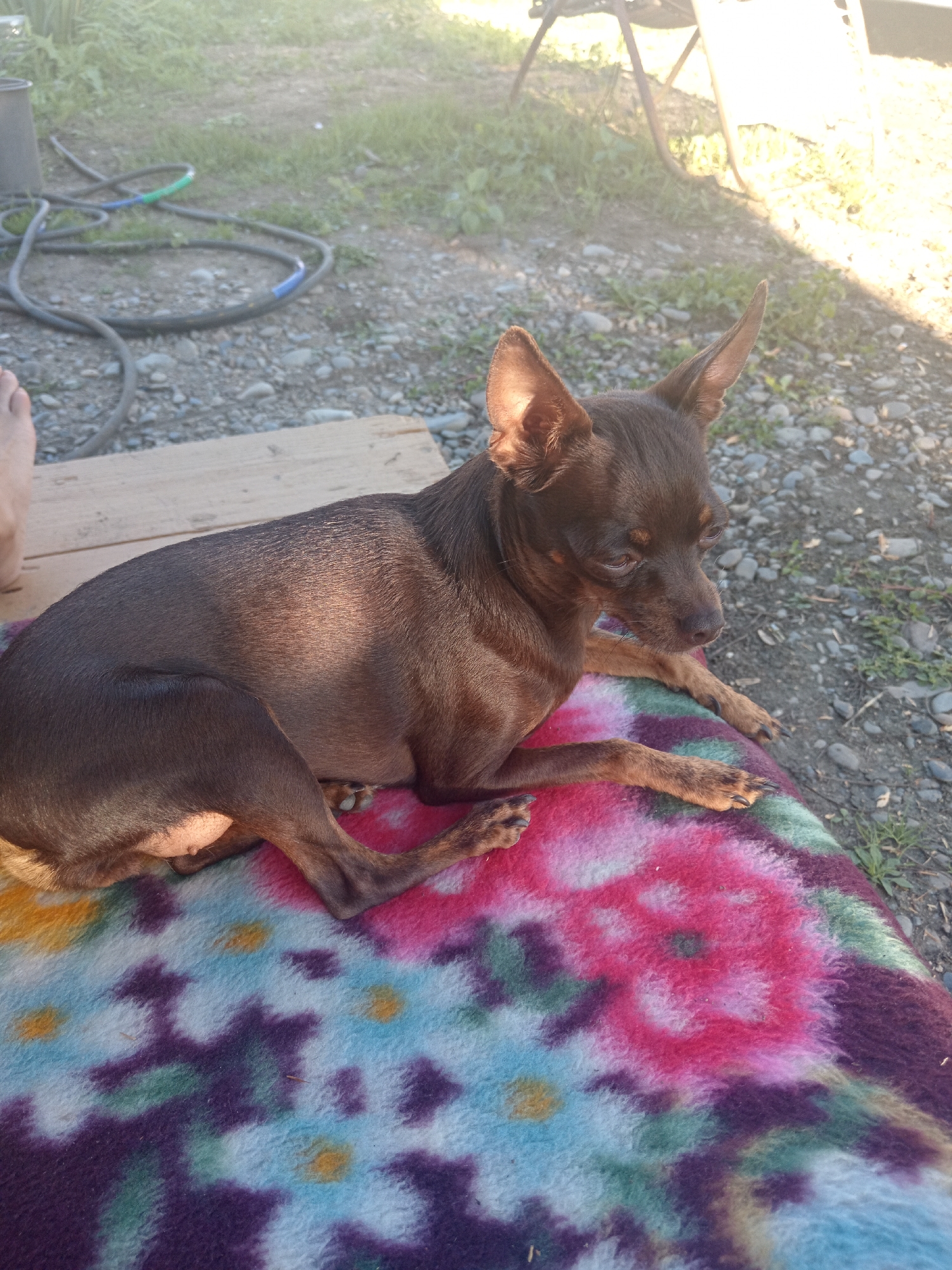 An adult, brown-coated Chihuahua dog is lying on a colorful, floral-patterned blanket. The dog is positioned on the right side of the frame, facing left and looking downwards. Its body is mostly visible, with its front paws extended forward and hind legs tucked underneath. The blanket is draped over what appears to be a wooden surface, and beyond that, the ground is covered in gravel and sparse vegetation. In the background, there are some hoses and a large grey container, suggesting an outdoor, possibly residential or rural setting. The lighting indicates it is daytime, with sunlight casting shadows. The location is specified as Novopokrovka, Russia.