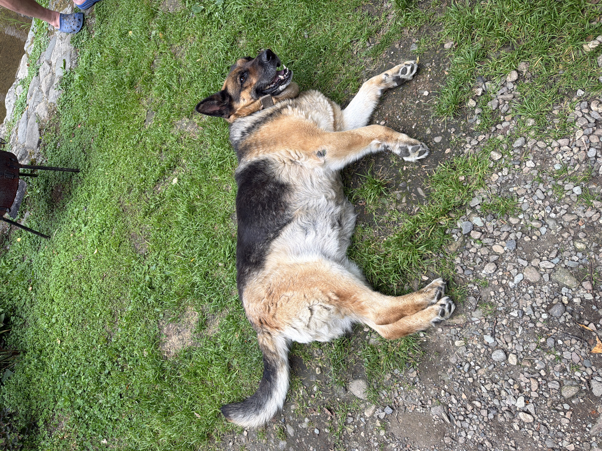 A German Shepherd lies on its back on a patch of grass and gravel, appearing relaxed with its mouth open. The dog is mostly tan and black. In the background, a person's legs are visible, wearing blue Crocs and pink socks, standing near a river or stream bordered by rocks. A black metal barbecue grill is also present. The environment is outdoors with lush green grass and scattered gravel. The image is taken in Tashtagol, Russia.