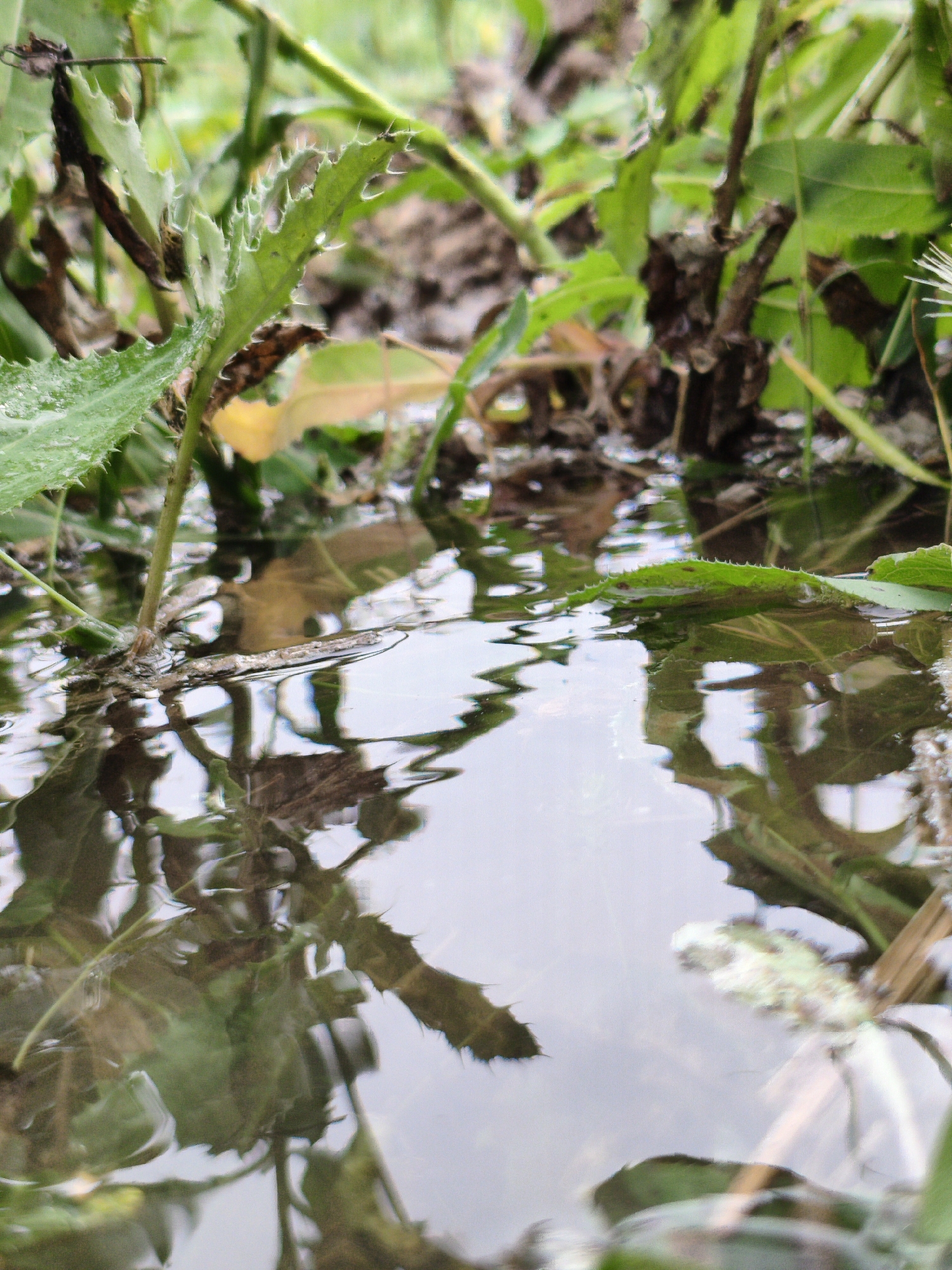 A low-angle, close-up shot depicts the surface of murky water reflecting the surrounding vegetation. The water is shallow, allowing the base of several green plants with jagged leaves to be visible, some submerged and others just breaking the surface. The reflections distort the shapes of the plants, creating abstract patterns on the water. The background consists of out-of-focus brown earth and more green foliage, suggesting a natural or overgrown urban setting.