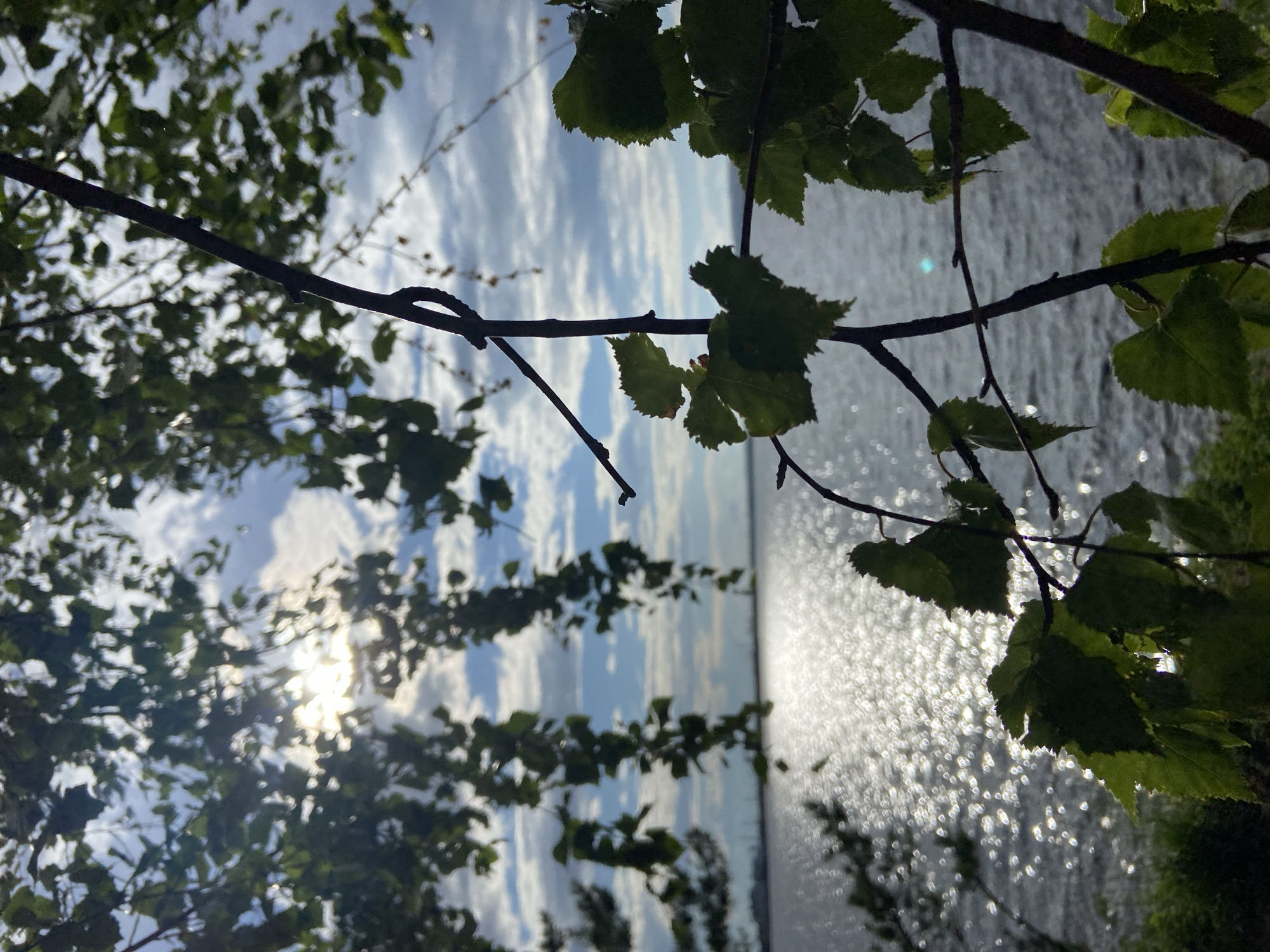 A vertical, low-angle shot captures a serene natural scene, likely in Chaikovsky, Russia, with an emphasis on light and water. In the foreground, dark tree branches with vibrant green leaves are silhouetted against the sky and water. Sunlight filters through the leaves, creating a dappled effect and illuminating the scene.
The background reveals a vast body of water, possibly a lake or river, shimmering with sunlight. The water's surface is a mosaic of bright highlights, suggesting a gentle breeze or movement. Beyond the water, the horizon is indistinct, blending into the sky, which is a mixture of soft blue and white clouds. The sun, a bright orb, is partially obscured by clouds and foliage, casting a warm glow.
The overall mood is peaceful and tranquil, evoking a sense of nature's beauty. The time of day appears to be late afternoon or early evening, given the angle and quality of the sunlight. The weather seems pleasant, with a clear sky and gentle light. There is no visible text in the image.