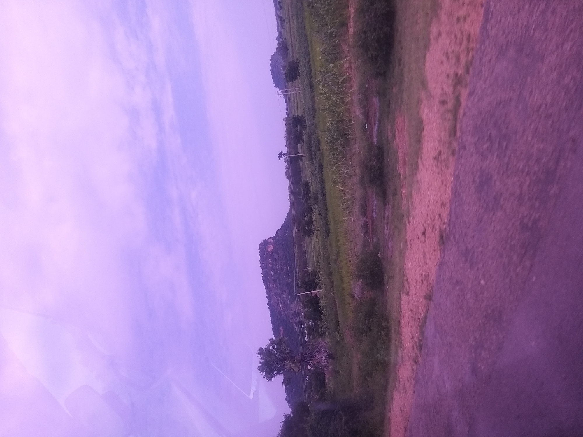The image depicts a rural landscape under a purplish sky. In the foreground, a rough, textured surface, likely a road or path, dominates the lower portion of the frame. Beyond this, a strip of dry, reddish-brown ground with scattered vegetation transitions into a field of green crops, possibly corn, with some taller plants interspersed. In the mid-ground, a cluster of trees and buildings, appearing to be small, modest structures, are visible. A lone palm tree stands prominently on the left side of the mid-ground. Further in the background, a large, rocky hill or mountain rises, its surface dotted with vegetation and appearing rugged. The sky above is a soft purple, with wispy clouds, hinting at either twilight or an overcast day. The overall impression is of a serene, undeveloped countryside.
Given the absence of distinctive landmarks or specific geographical markers within the image, it is not possible to pinpoint the exact location within Ture, Nigeria. The scene is consistent with a general rural environment found in such regions, characterized by agricultural fields, natural rock formations, and modest settlements.
