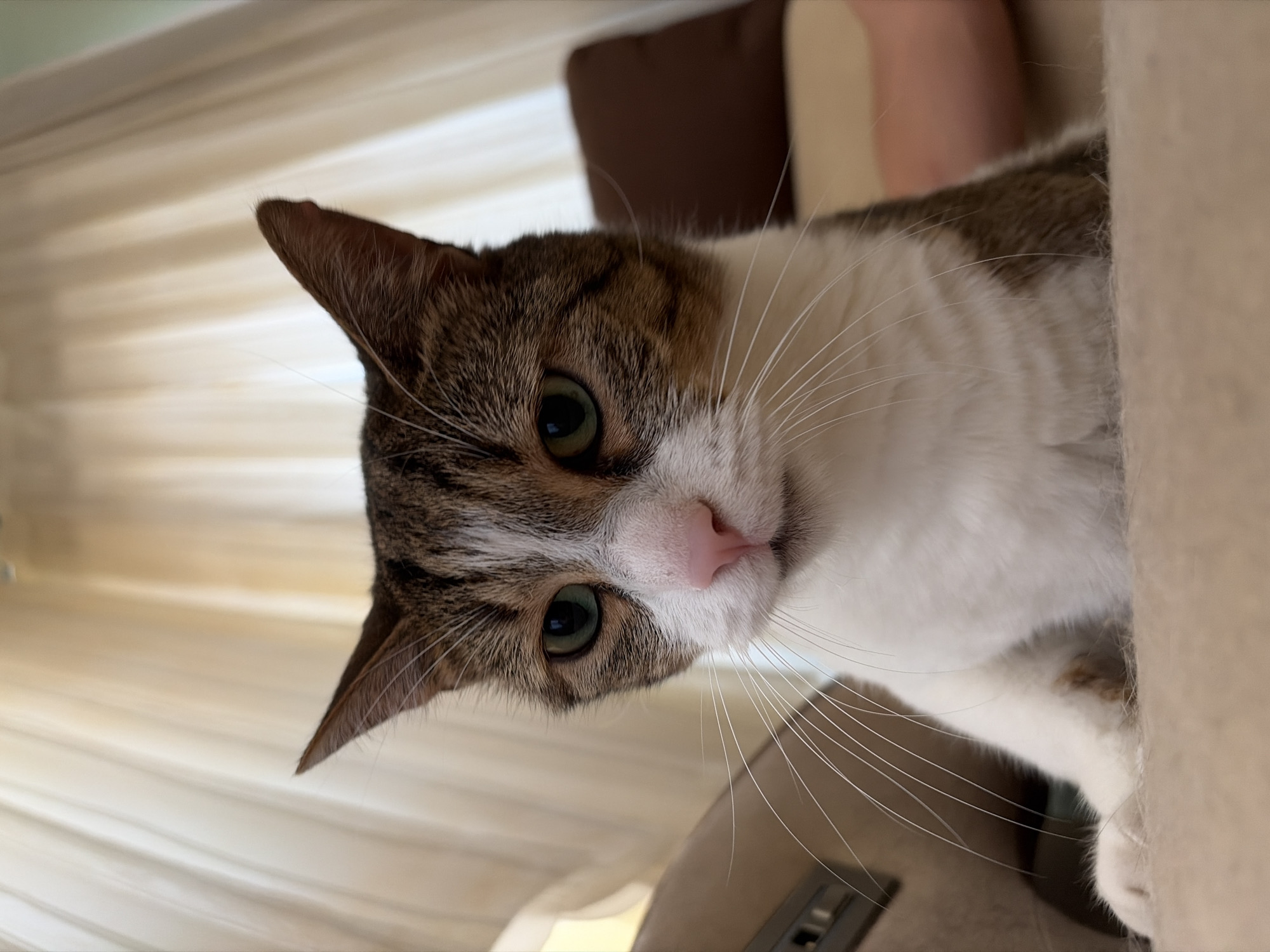A medium shot captures a tabby cat with white markings, looking downwards with a neutral expression. The cat's fur is a mix of brown, white, and grey. Its eyes are green and its nose is pink. Long white whiskers extend from its muzzle. The cat is seated on a light brown, textured surface, possibly a blanket or sofa. In the background, soft, sheer curtains in a light yellow or cream color hang, creating a blurred and diffused effect. Behind the curtains, a hint of a dark brown pillow and a lighter colored object are visible. The lighting is soft and natural, illuminating the cat's face. No people are visible in the image. The scene appears to be indoors, in a domestic setting.