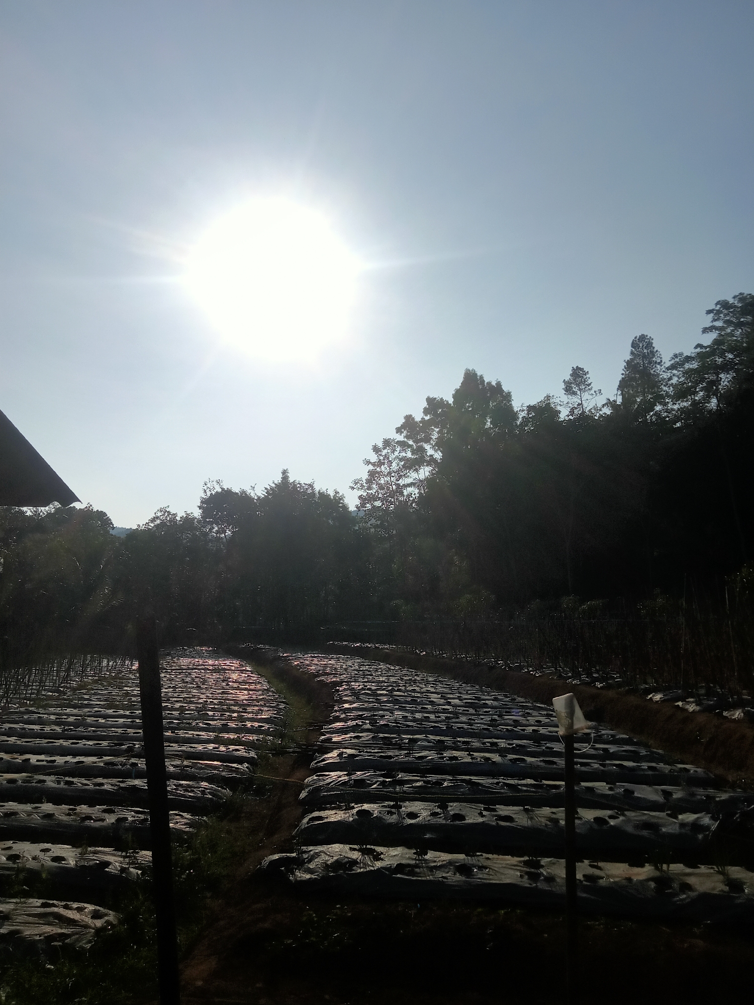 The image depicts an agricultural field at dawn or dusk, likely in the rural area of Tanggaran, Indonesia. The sun is low in the sky, casting a bright glare and long shadows across the scene. Rows of plants, covered with dark plastic mulch, stretch into the distance. The mulch is likely used to suppress weeds and retain moisture. In the background, a dense line of trees forms a dark silhouette against the bright sky, suggesting a forest or natural vegetation bordering the cultivated land. The terrain appears to be slightly sloped. The overall impression is one of agricultural activity taking place in a natural, possibly remote, setting.