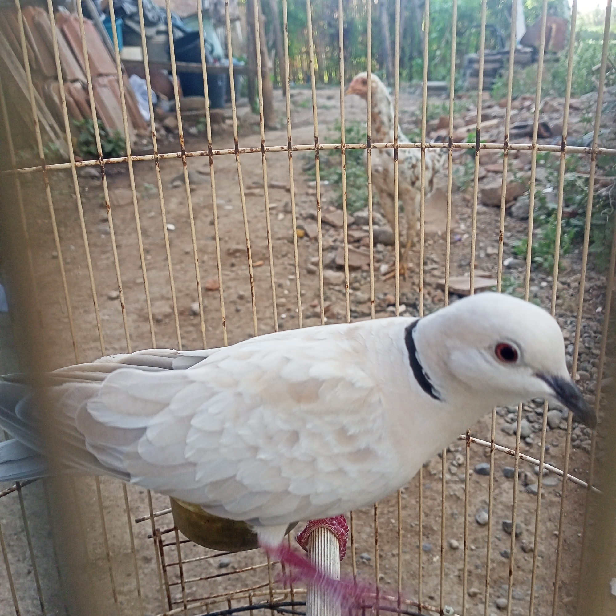 In Kedung Dowo, Indonesia, a white dove with a black collar is perched inside a cage. The dove's eye is a striking red, and its beak is dark. Its feathers are soft and appear to be ruffled in places. The cage is made of light-colored metal bars, which are slightly rusted. Behind the cage, a chicken with speckled plumage stands in a dirt-covered area. Various objects, including wooden planks and what appear to be discarded items, are visible in the background. The ground is covered with small stones and dirt. The overall scene suggests an outdoor environment, possibly a backyard or a rural setting, with elements of domestic animal husbandry.