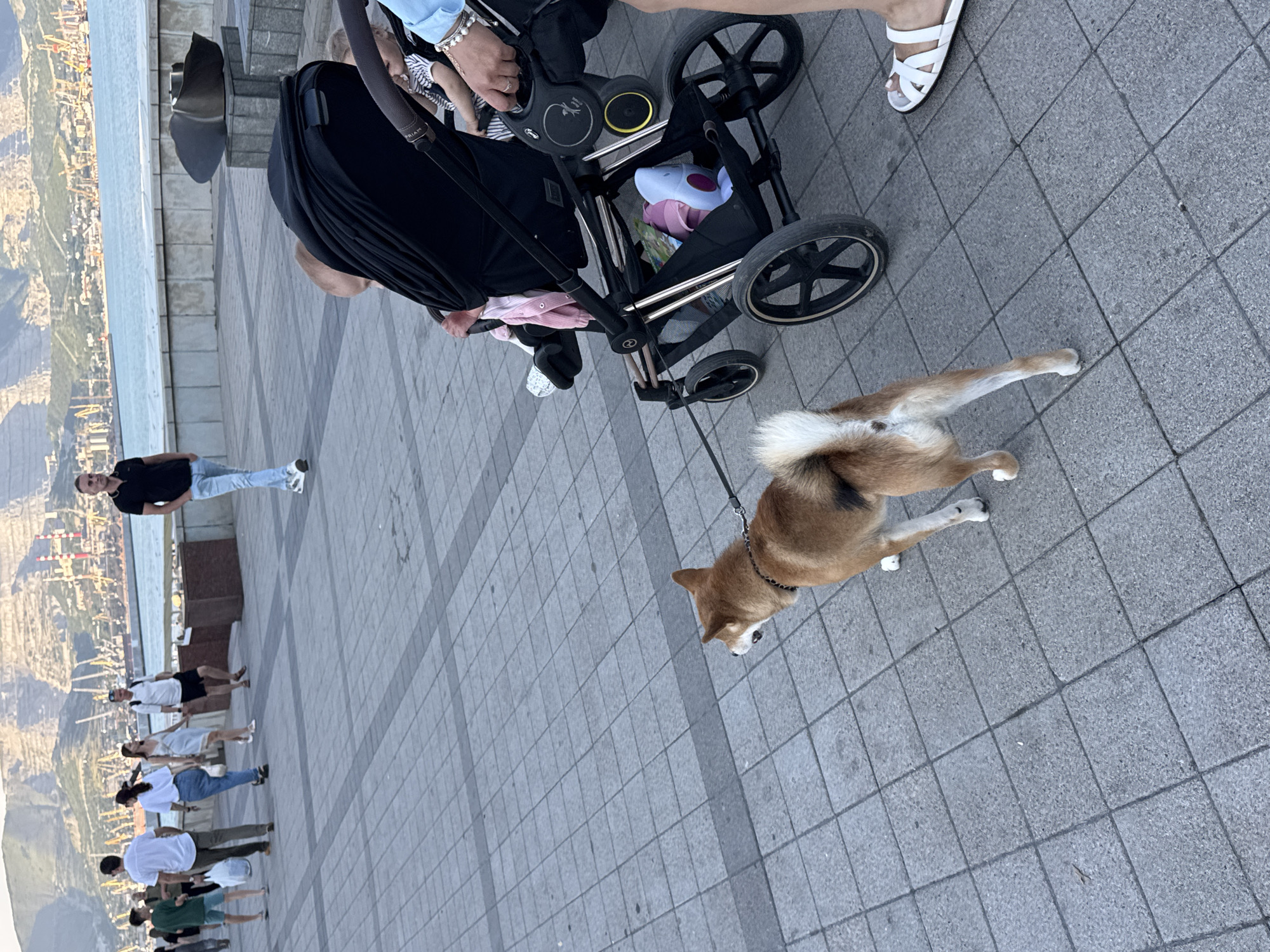A Shiba Inu dog is being walked on a leash along a paved promenade next to a body of water. The dog is tan with a white ruff and has its mouth open, appearing to bark. In the background, several people are walking, and a baby stroller is visible. The environment includes a waterfront with industrial cranes and buildings in the distance, set against a mountainous backdrop. The location is the Neberdzhaevskaya embankment in Novorossiysk, Russia.