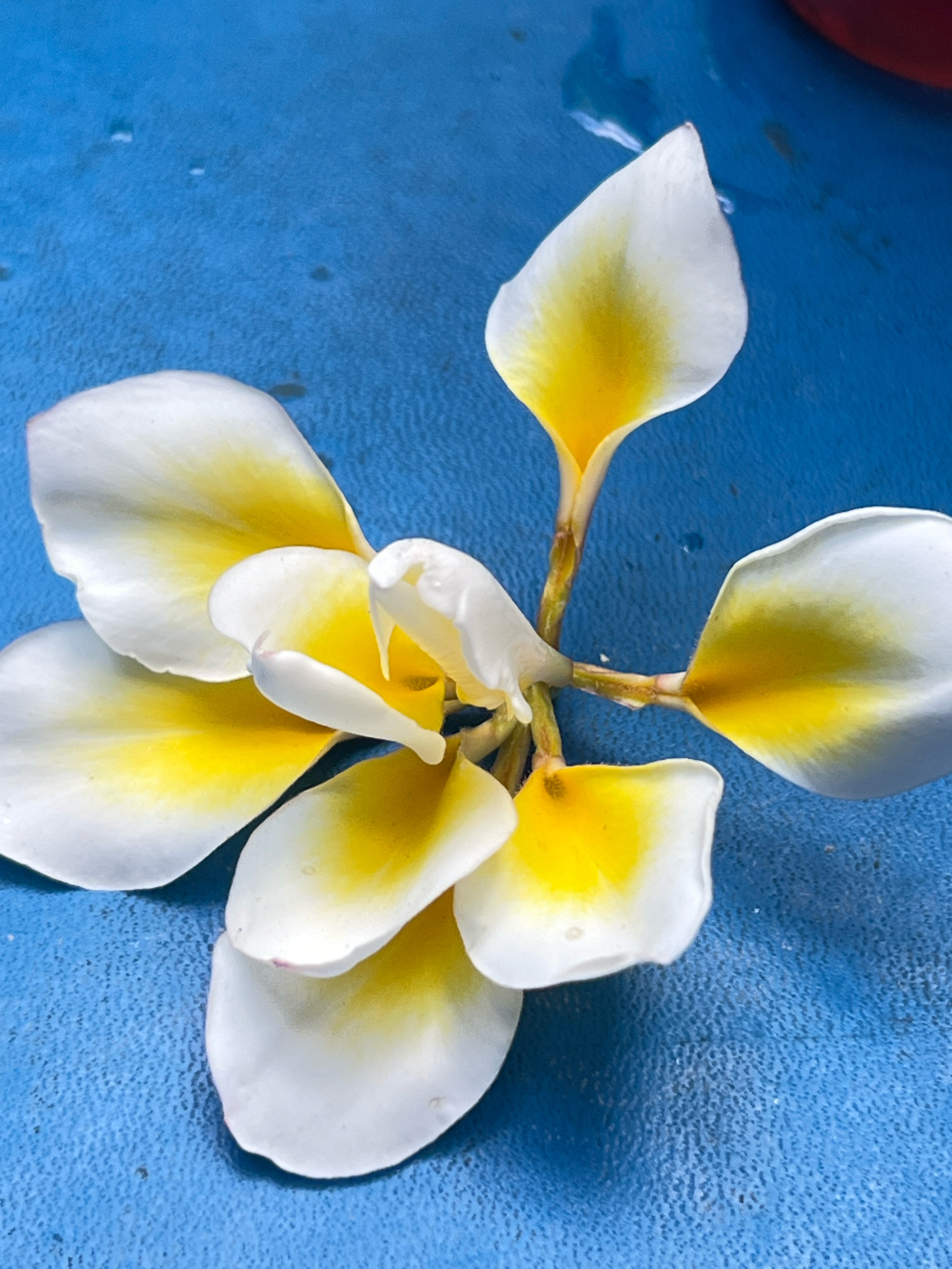 A close-up, top-down view shows a white and yellow plumeria flower, also known as frangipani, resting on a textured blue surface. The flower, consisting of multiple petals, exhibits a gradient of color, transitioning from pure white at the edges to a vibrant yellow at the center of each petal. The petals are arranged in a somewhat scattered, organic manner, with some overlapping. The blue surface appears to be wet in places, with small droplets and subtle water stains visible, suggesting it might be a tabletop or ground surface outdoors. The lighting is bright, highlighting the delicate textures of the petals and the slight sheen of the water. The overall impression is one of natural beauty and tranquility. This image was taken in the city of Denpasar, Indonesia.