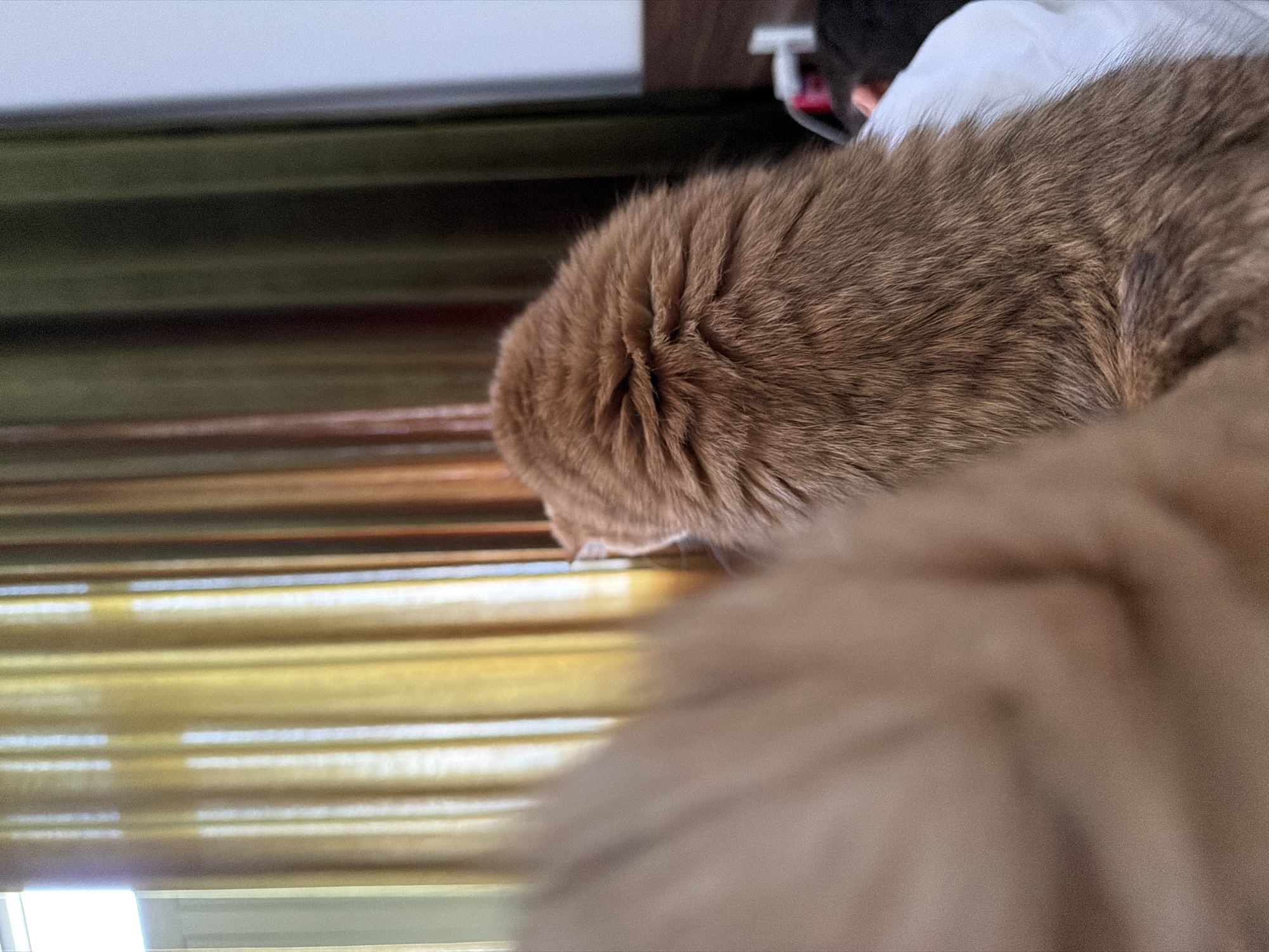 An out-of-focus image shows the back of a fluffy, ginger cat. The cat is on a white surface, likely a bed, facing a window with yellow and green curtains. The curtains are drawn, allowing sunlight to create vertical stripes of light. A blurred, light brown object, possibly a blanket or another piece of furniture, is in the foreground on the left. The background shows a portion of a dark brown headboard, a white electrical outlet with a red and white plug, and a dark area that could be a person or another object. The image appears to have been taken indoors, possibly in a hotel room in Đà Nẵng, Vietnam.