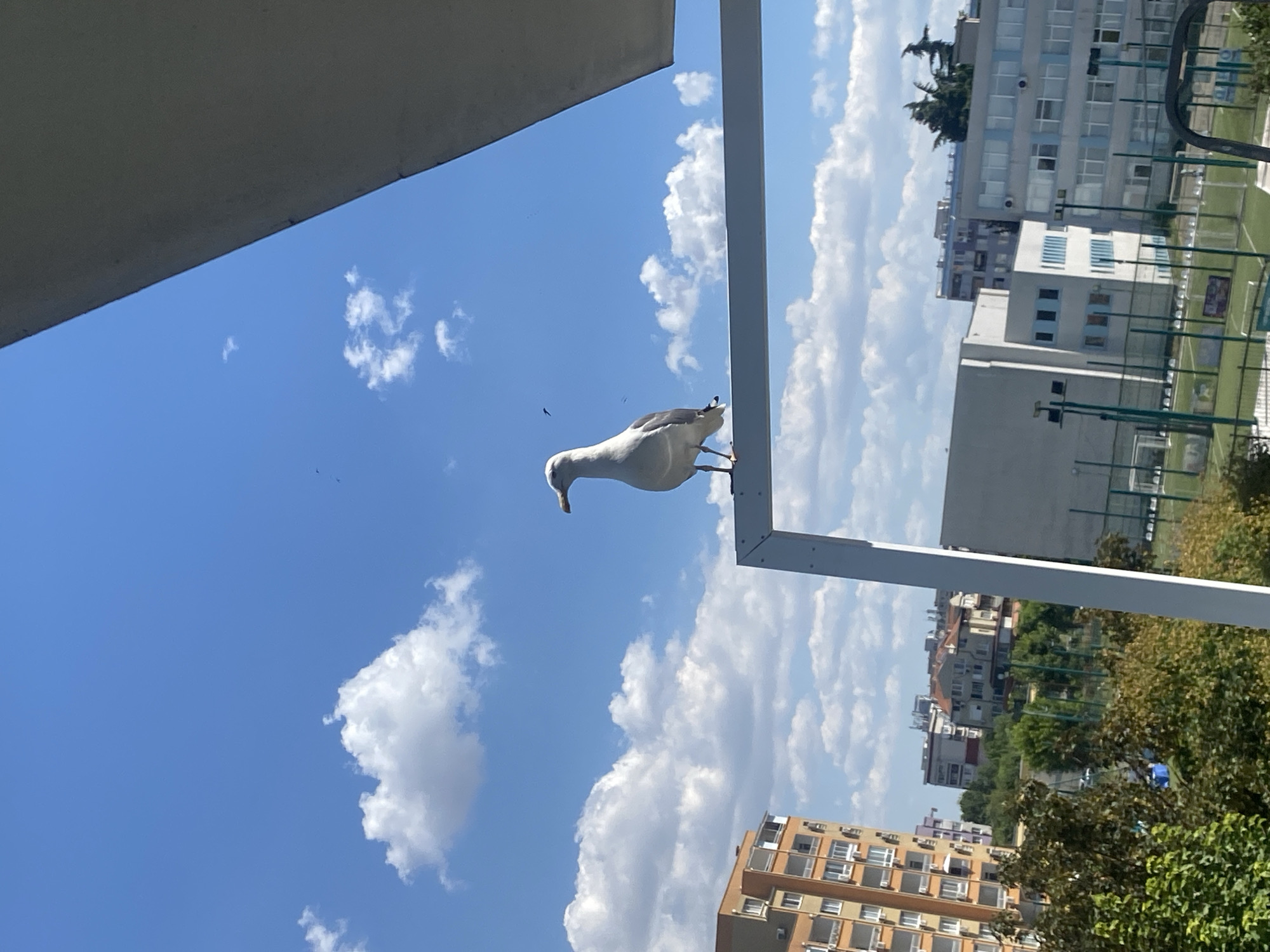 The image captures a sunny day in Burgas, Bulgaria, with a clear blue sky dotted with fluffy white clouds. In the foreground, a white seagull stands perched on a white metal frame, facing to the right. Behind the seagull, a multi-story apartment building with orange and brown facades is visible, alongside other urban structures. Green trees and a sports field with fencing are also present in the background, suggesting a residential or recreational area of the city. The perspective suggests the photo was taken from a balcony or elevated position.