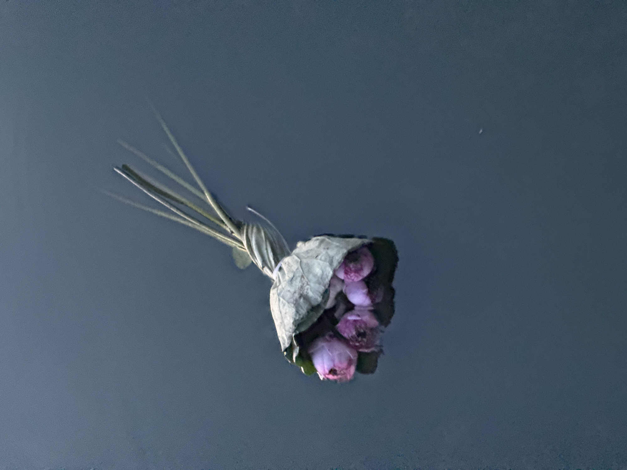 A bouquet of pink lotus buds is wrapped in a dry green leaf and floating on dark water, possibly in a pond or lake in Hanoi, Vietnam. The bouquet is positioned in the upper left quadrant of the image, with its stems extending upwards and outwards to the right. The water surface is dark and still, with subtle reflections of the bouquet visible beneath. The background is uniformly dark blue-gray, suggesting a muted or overcast lighting condition.
