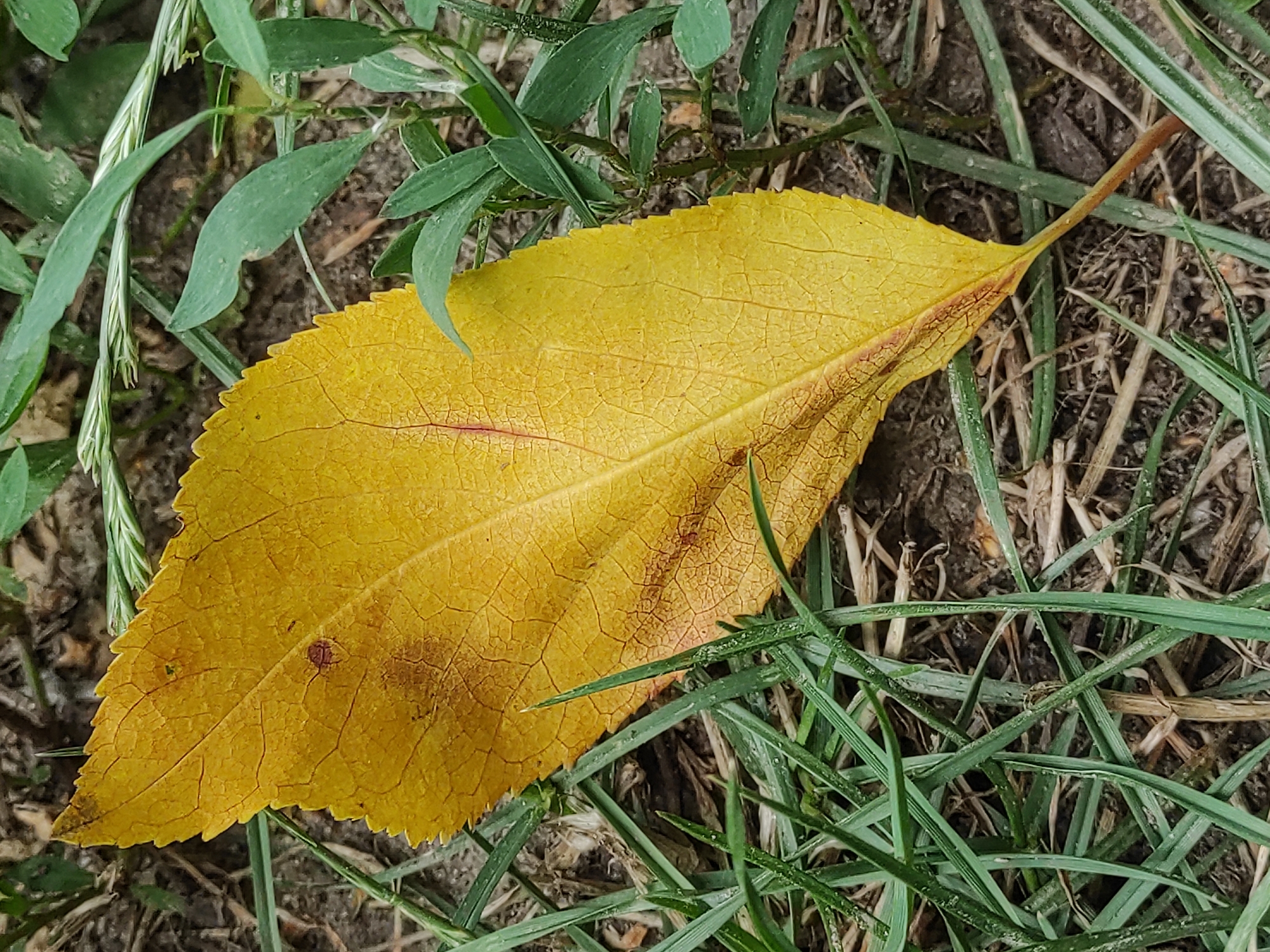A close-up, overhead shot shows a single, yellow, dry leaf lying on the ground amongst green grass and dry mulch. The leaf is oriented diagonally, with its stem pointing towards the top right corner of the image. The leaf exhibits a prominent network of veins and has some reddish-brown spots on its surface. The surrounding grass is lush and green, with some dry, straw-like material mixed in. The ground beneath the grass appears to be dark soil. The lighting is even, suggesting an overcast day or diffused sunlight.