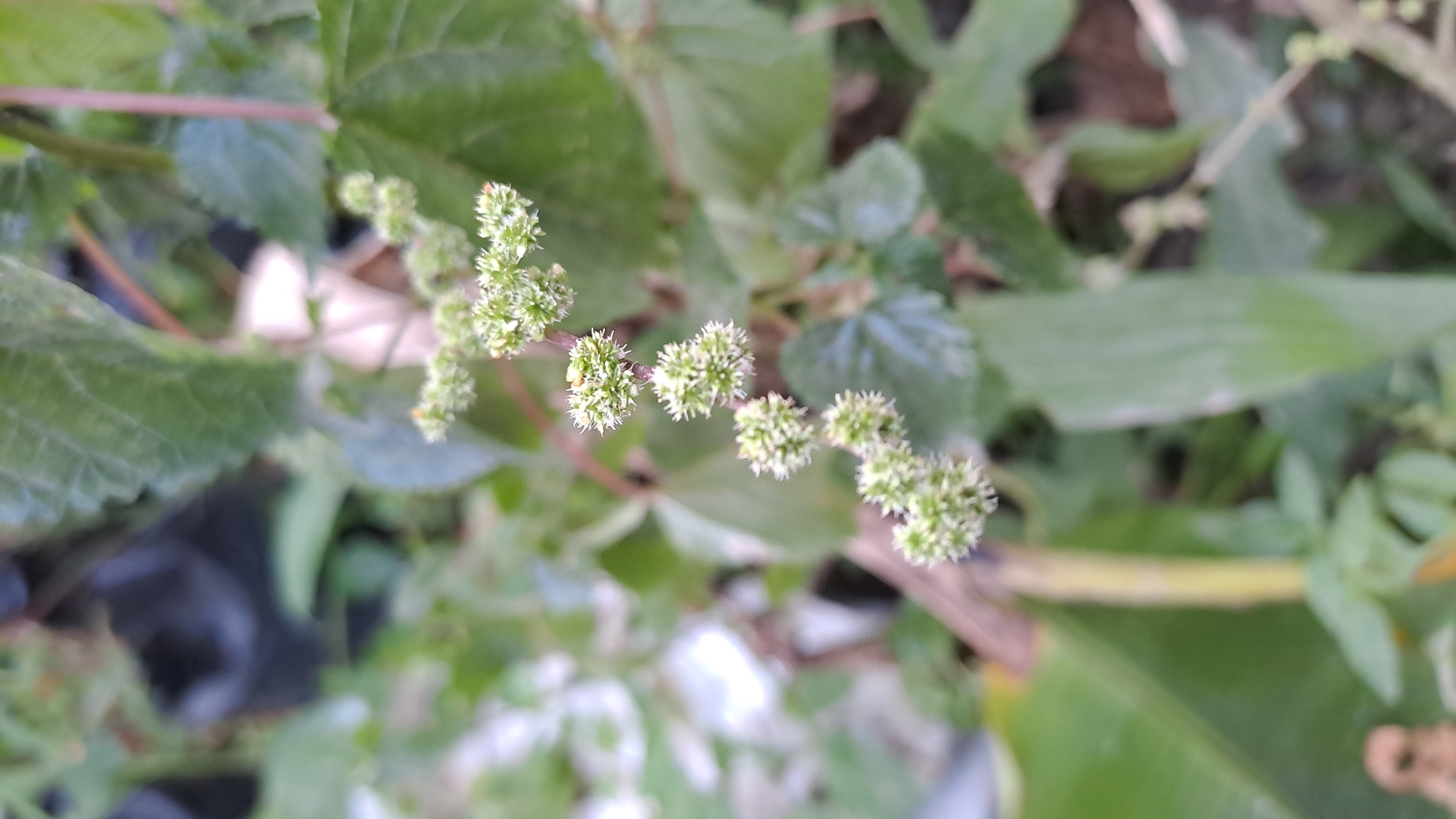 A close-up, shallow depth of field photograph captures a stem with small, clustered white flowers in Geulanggang Baro, Indonesia. The flowers, tightly packed into spherical clusters, line the stem at intervals. The background is softly blurred, showing out-of-focus green leaves and hints of darker shapes, possibly foliage or other plants. The lighting is natural, suggesting an outdoor setting.