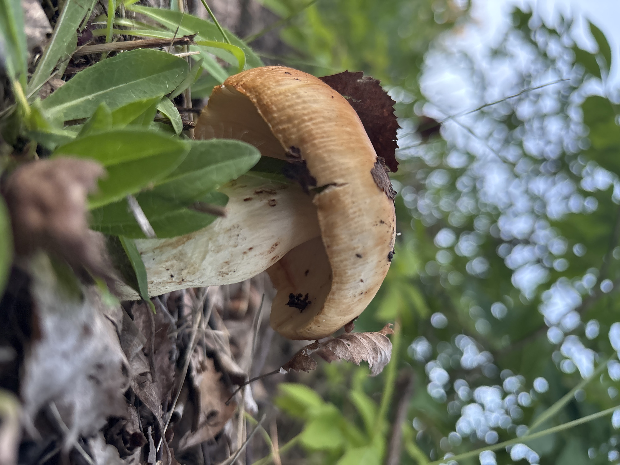 A close-up, low-angle shot captures a single mushroom in a forest setting. The mushroom has a light brown cap with faint vertical striations and a thick, off-white stem. It is surrounded by green leaves and dry brown leaf litter on the forest floor. In the background, out-of-focus green foliage and a blurred sky are visible. The scene appears to be in a natural environment within Imatra, Finland. No people or specific actions are depicted.