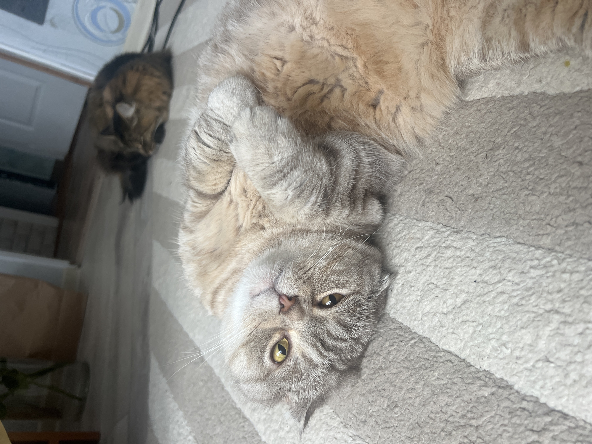 A fluffy, light beige and gray tabby cat with amber eyes is lying on its back on a gray and white striped soft surface, possibly a rug or blanket. Its paws are crossed. Another cat, which is black and brown, is lying in the background to the left, facing away from the camera. The scene appears to be indoors, possibly in a residence, as a door and what looks like part of a window can be seen in the background. The specific location in Chaikovsky, Russia, cannot be determined from the image.