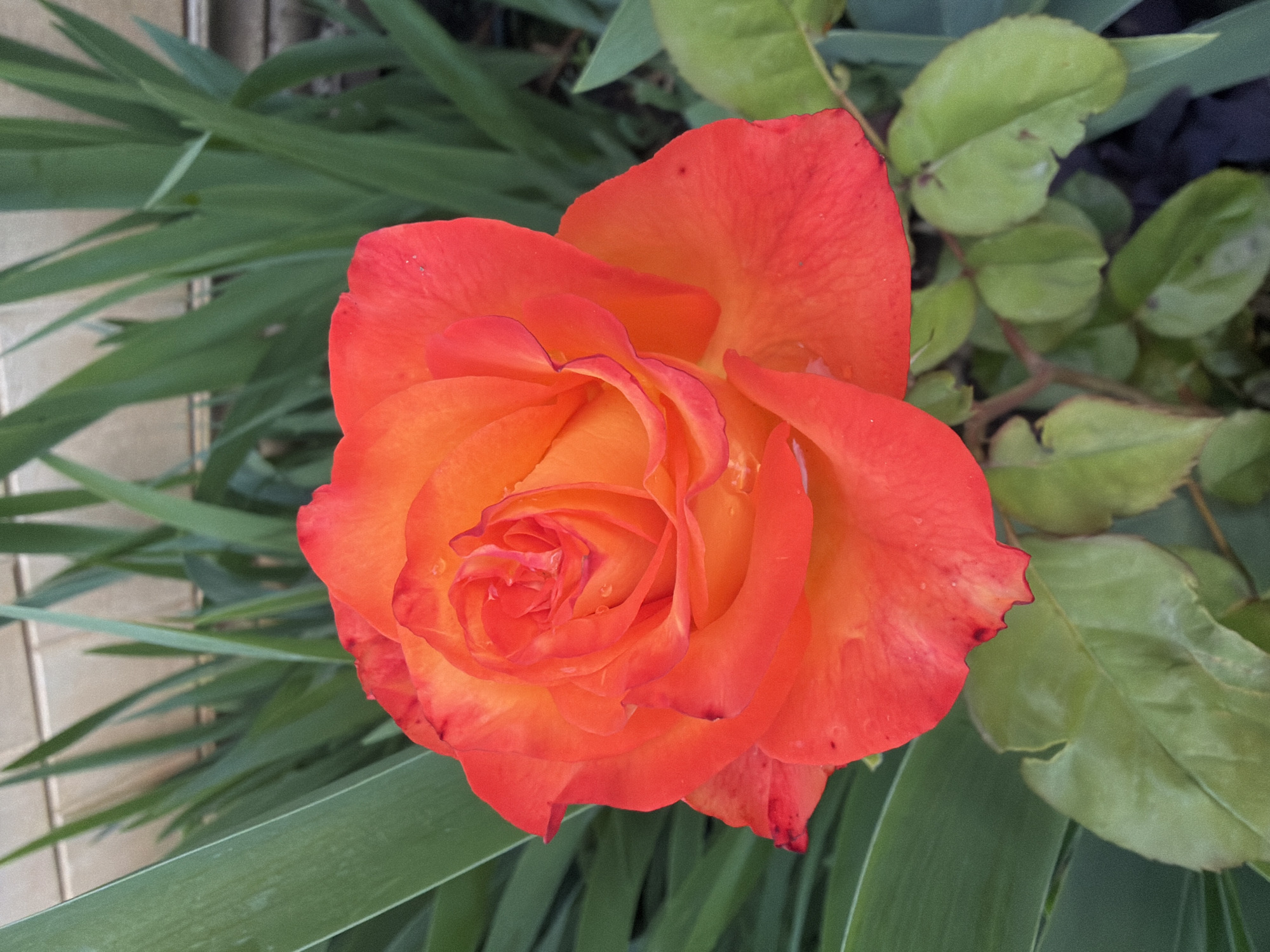 The image features a close-up of an orange and red rose in bloom. The rose is the primary subject, and its petals are tightly swirled in the center, gradually opening towards the outer edges. There are water droplets visible on some petals. Surrounding the rose are green leaves, both long and blade-like (likely irises) and rounder, rose-bush type leaves. There is a hint of brick in the top left corner, near the irises. The image does not provide enough information to confirm the location as Sochi, Russia. No people, actions or interactions are shown.