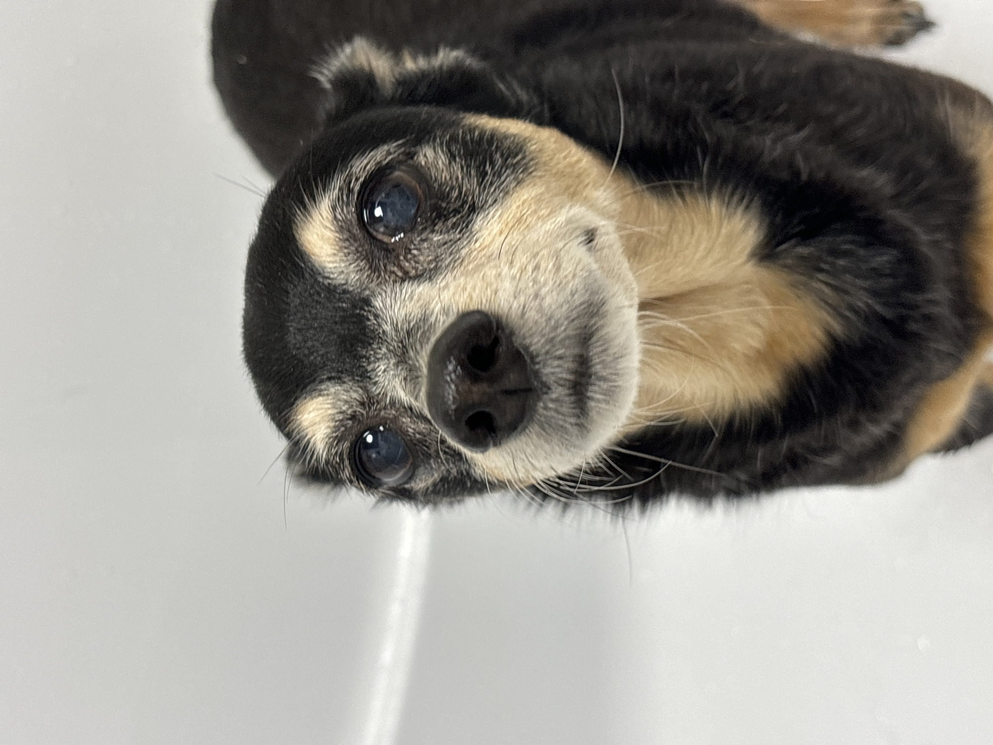 A close-up, slightly angled, portrait-style photograph shows a tri-colored dog with black, brown, and white fur. The dog is looking up towards the camera. Its eyes are dark with light reflections, and its nose is wet and shiny. The dog's fur is short and appears well-groomed. The background is a plain white surface. The location and city are unknown.