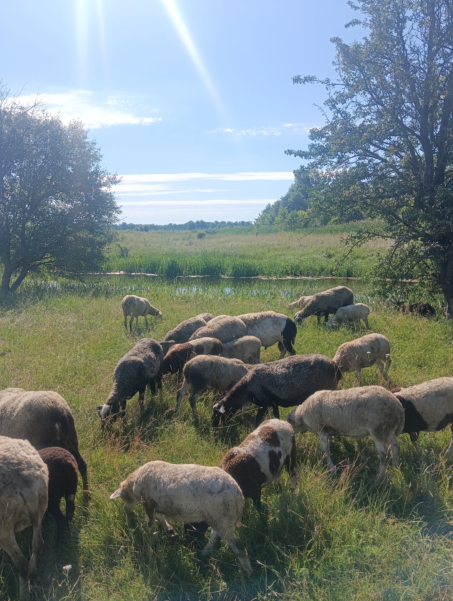 A flock of sheep grazes in a lush green field on a sunny day. The sheep are of varying sizes and colors, including white, grey, and brown. Some are standing, while others are bent over grazing. In the background, there is a body of water, likely a pond or small lake, bordered by tall reeds. Beyond the water, a line of trees forms a natural horizon, with a bright blue sky with scattered clouds above. The sun is high in the sky, casting bright light and some lens flare on the left side of the image. The overall scene depicts a peaceful rural landscape.