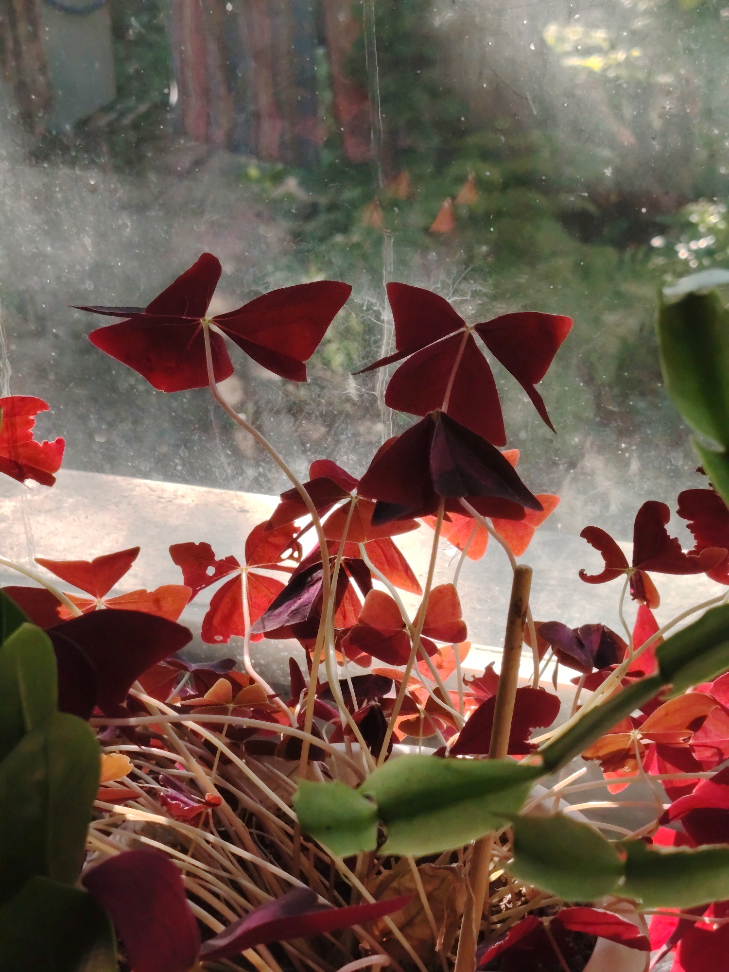 The image shows a close-up of a plant with heart-shaped, dark red leaves, likely an Oxalis triangularis, positioned in front of a slightly hazy window. Sunlight streams through the window, backlighting the leaves and creating a glow. The background visible through the window suggests an outdoor environment with greenery and some out-of-focus structures, possibly buildings or trees. The plant appears to be in a pot, though the pot itself is not fully visible. The overall impression is one of natural light and the texture of the plant's foliage. The location in Astana, Kazakhstan, is not discernible from the image itself, as there are no specific landmarks or environmental clues that would indicate this particular city.