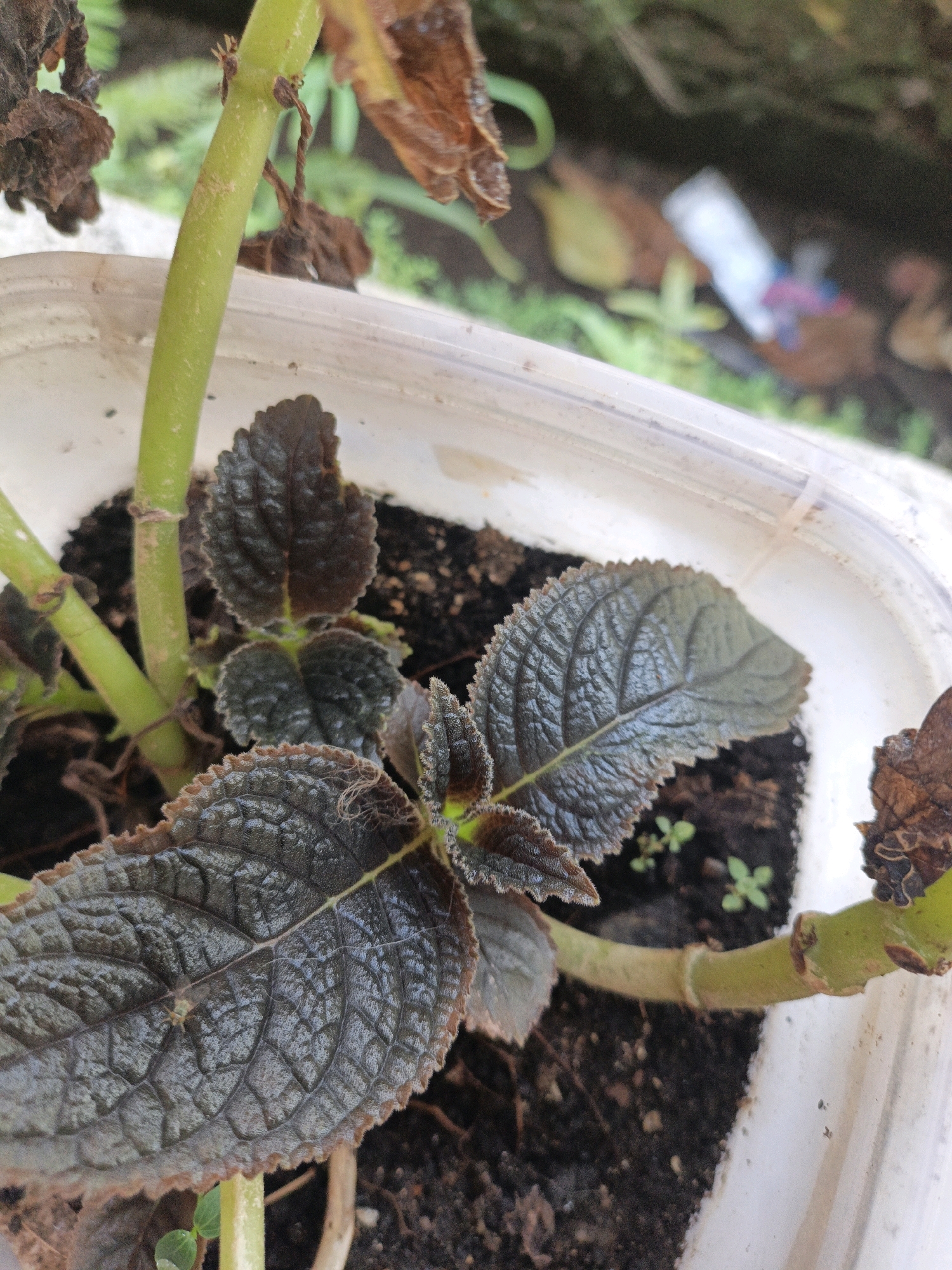A potted plant with dark, textured leaves and brown, dried leaves is shown in the image. The plant is in a white plastic container, and the soil is dark brown. In the background, out of focus, there are some green leaves and a blurry object that appears to be a piece of trash with some blue and pink colors. The image appears to have been taken outdoors, possibly in a residential area in Cikal, Indonesia, given the context provided. There are no people or identifiable actions depicted in the scene.