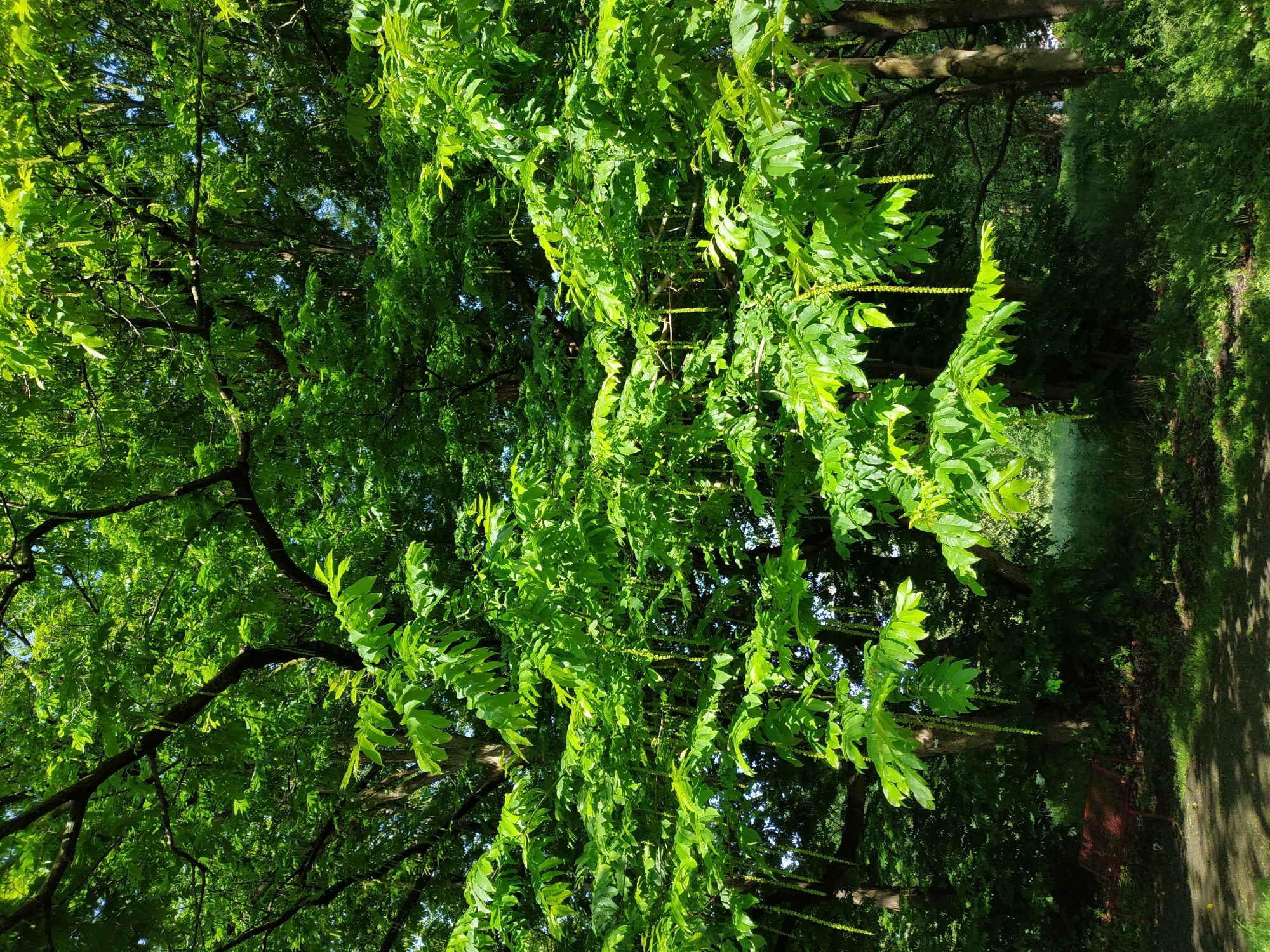 The image shows a lush, green canopy of trees in a park-like setting. The leaves are a vibrant green, suggesting a healthy ecosystem. A path can be seen on the right side, bordered by grass and shadows. The location is likely a park within the city of Dortmund, Germany, given the context provided. The image conveys a sense of tranquility and natural beauty.