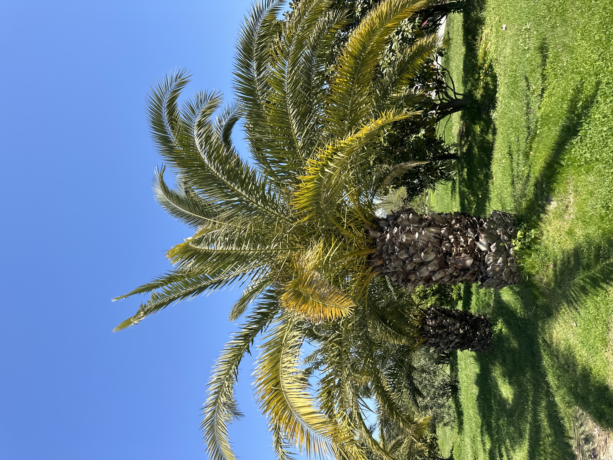 The image displays a vibrant outdoor scene dominated by natural elements under a clear blue sky. A large palm tree stands prominently, extending from the bottom-left to the upper-left portion of the frame. Its trunk, characterized by a rough, fibrous texture, is visible at the bottom. The palm fronds are a mix of lush green and some lighter yellowish-green tones, indicating ample sunlight.
To the left of the palm tree, a wide expanse of bright, cloudless azure sky fills a substantial part of the image, signifying sunny and fair weather. To the right, a well-maintained grassy lawn stretches across the middle and right side of the frame. The grass is a vibrant green, and elongated shadows are distinctly cast upon it, suggesting a sunny day, likely mid-morning or afternoon. Behind the main palm tree, in the mid-right, other green leafy trees or bushes are partially visible. Another smaller palm tree trunk is situated in the bottom-right corner.
No people or man-made structures are visible in the frame, highlighting a serene and natural setting. There is no discernible activity taking place, and no text is present in the image. The overall impression is of a warm, sunny day in a tropical or subtropical landscape, consistent with areas that might feature such vegetation like the Black Sea coast of Sirius, Russia.